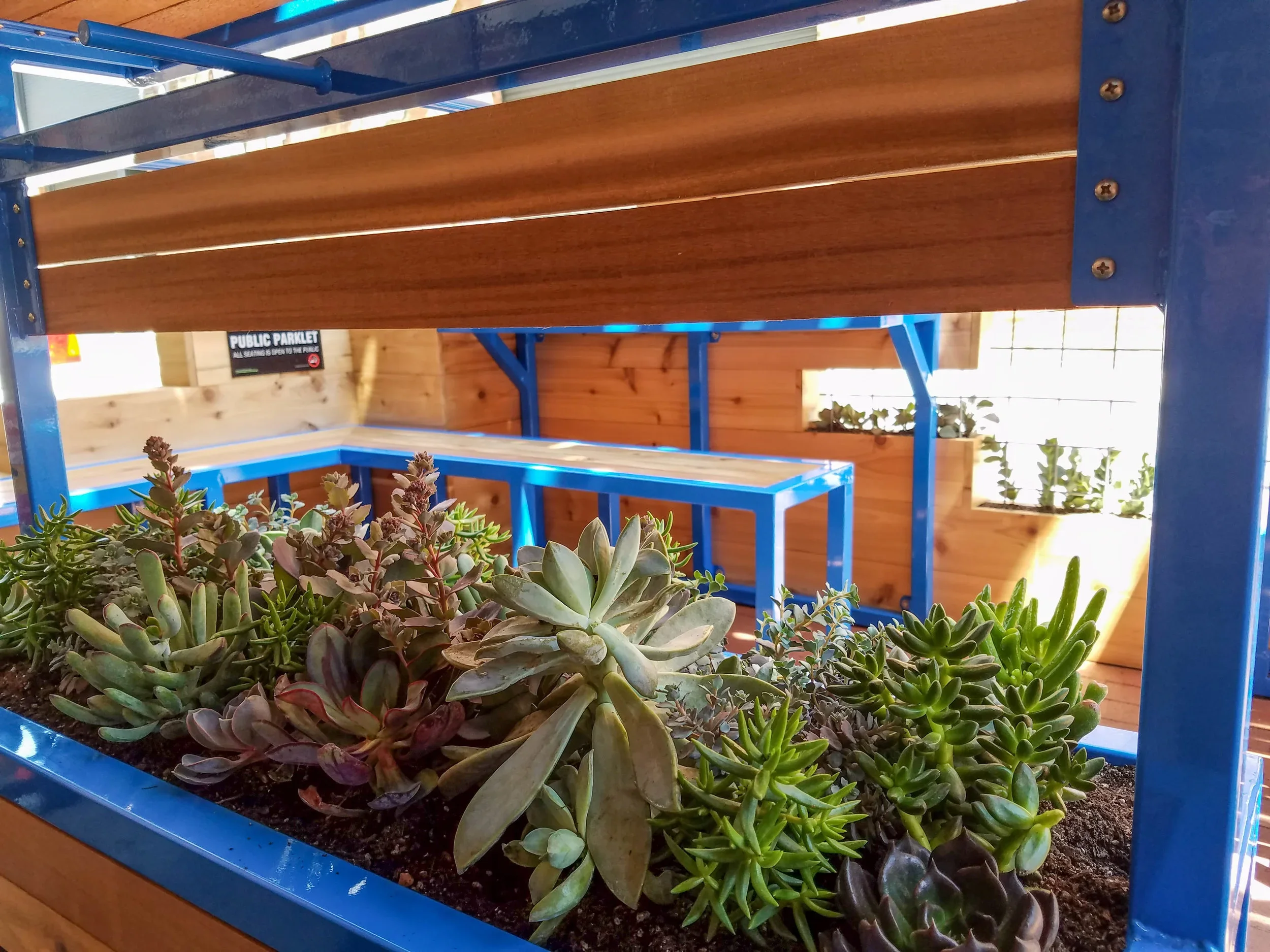Succulents fill the planters embedded in the parkelt's walls, surrounded by a blue powdercoated steel structure and cedar slats.