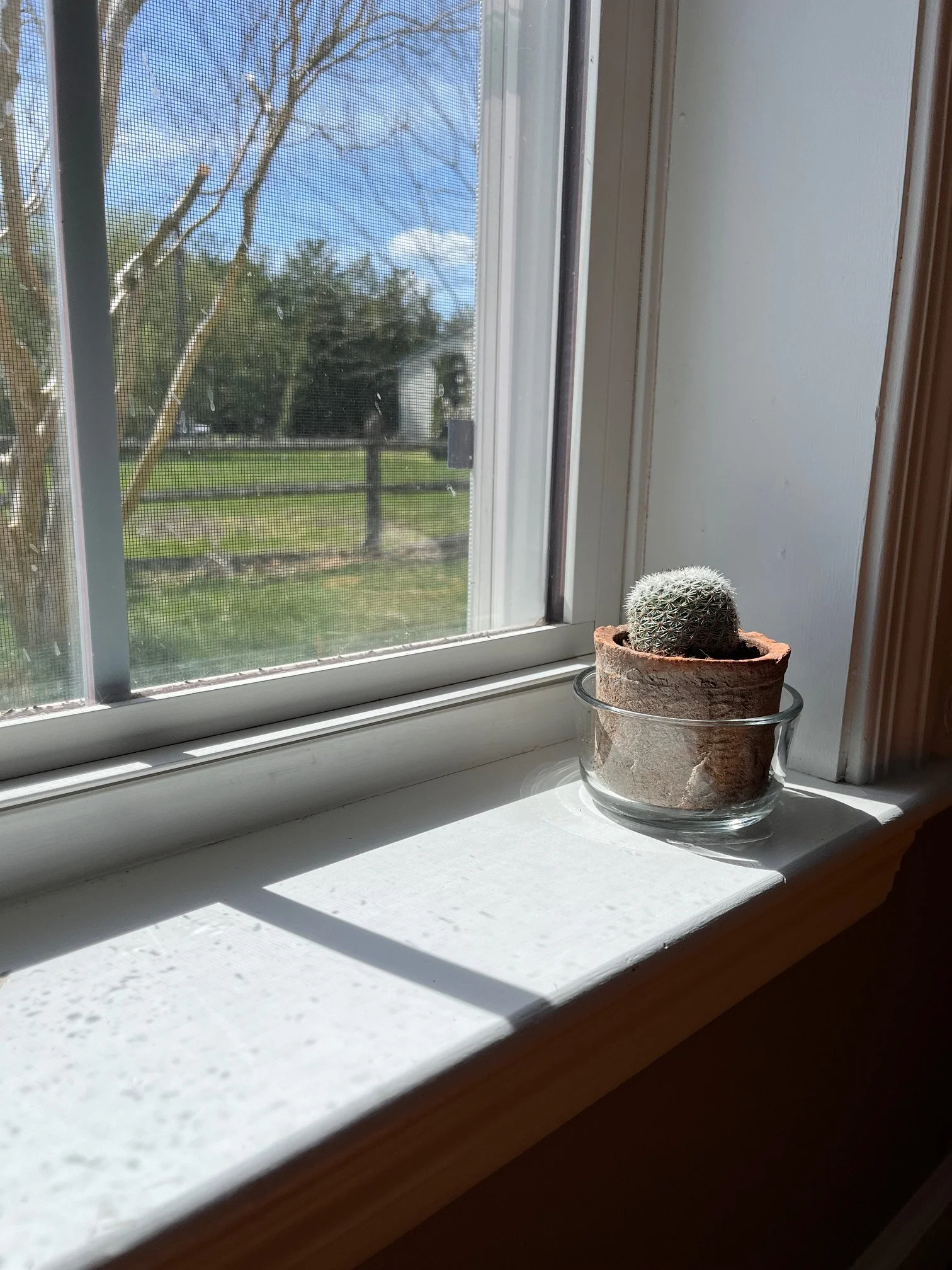 Small cactus in a terracotta pot placed in a clear glass bowl on windowsill, sunlight streaming in.
