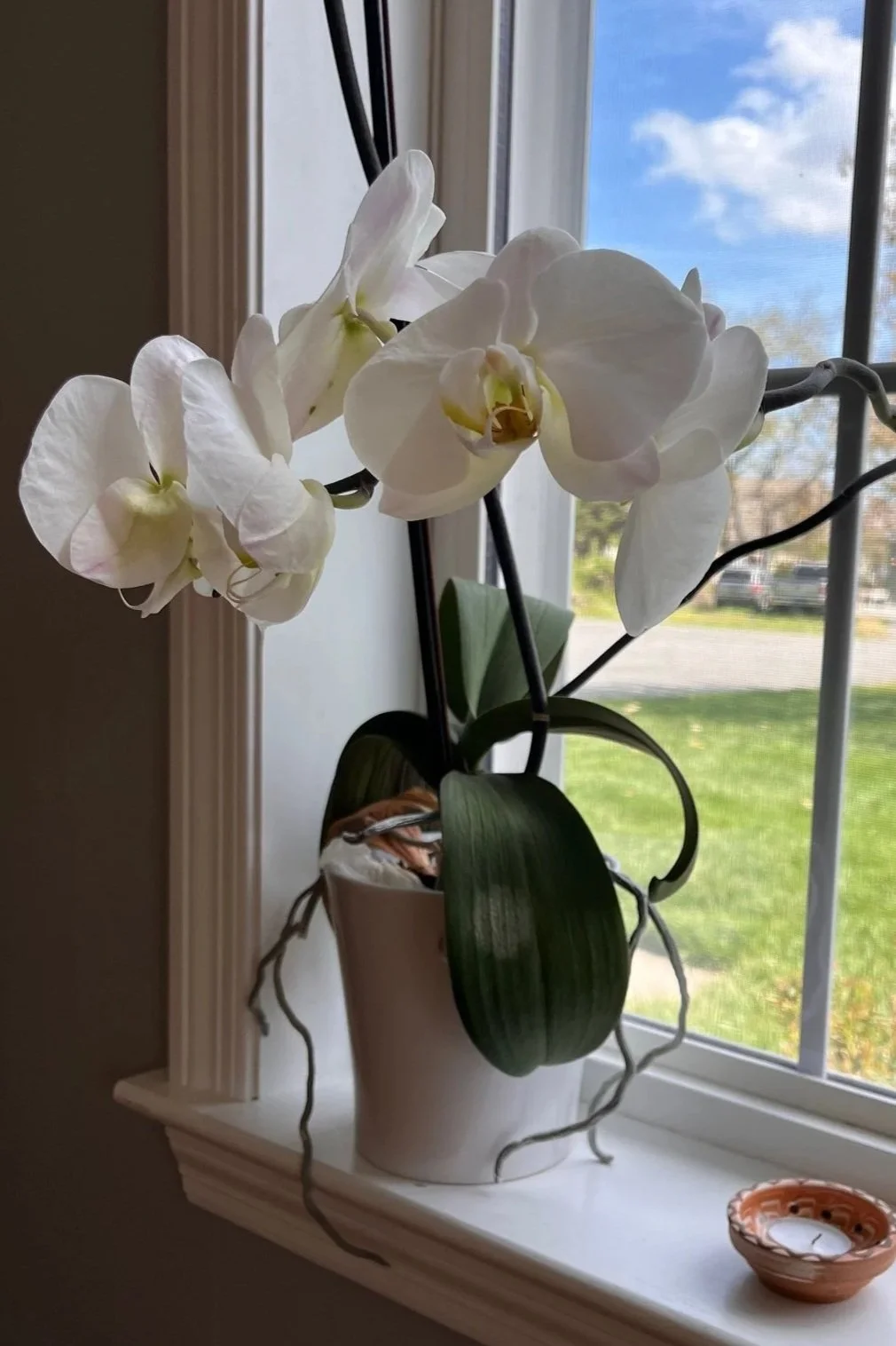 A white potted orchid plant with large blossoms placed on a windowsill, with a view of blue sky and greenery outside.