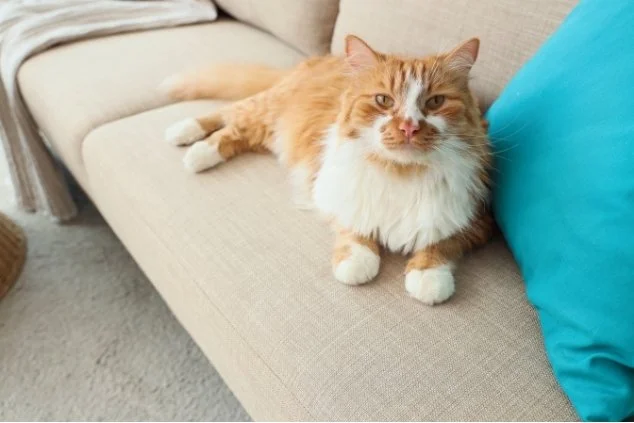 Cat Wellness Care