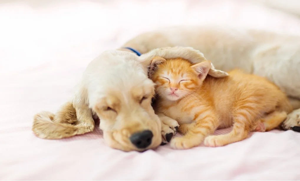 A golden retriever puppy sleeping with an orange tabby kitten on a bed.