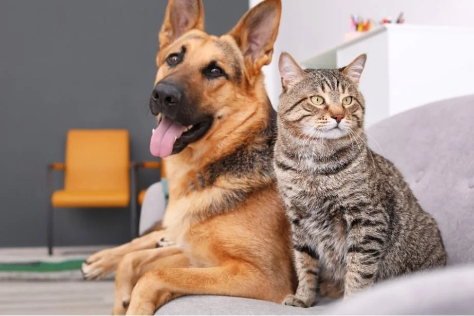 A dog and a cat sitting together calmly on a sofa in a home with a gray wall, a yellow chair, and a white shelf in the background.