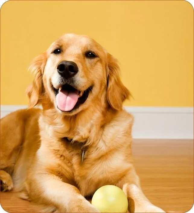 Dog Wellness Care