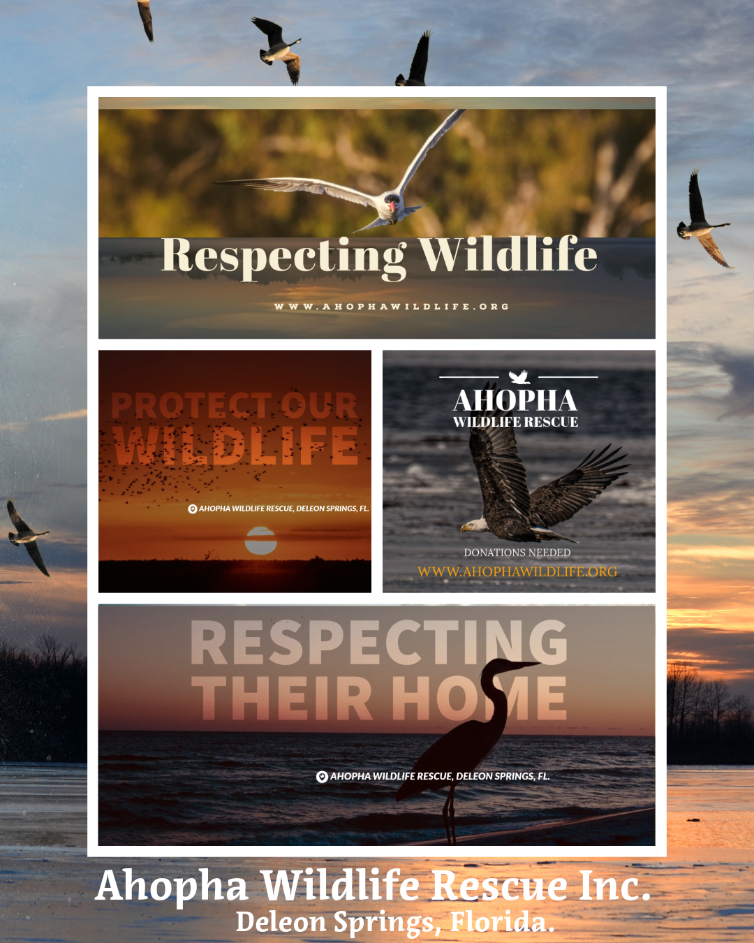 Ahopha Wildlife Graphic.png
