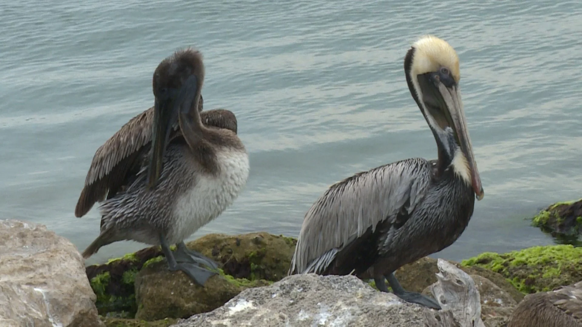 Pelican2.jpg