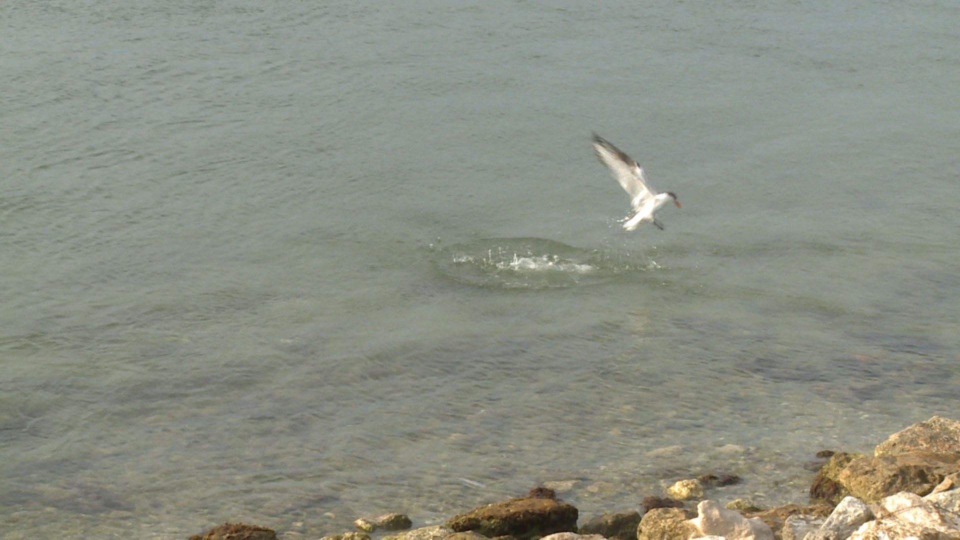 SingleBird6.jpg