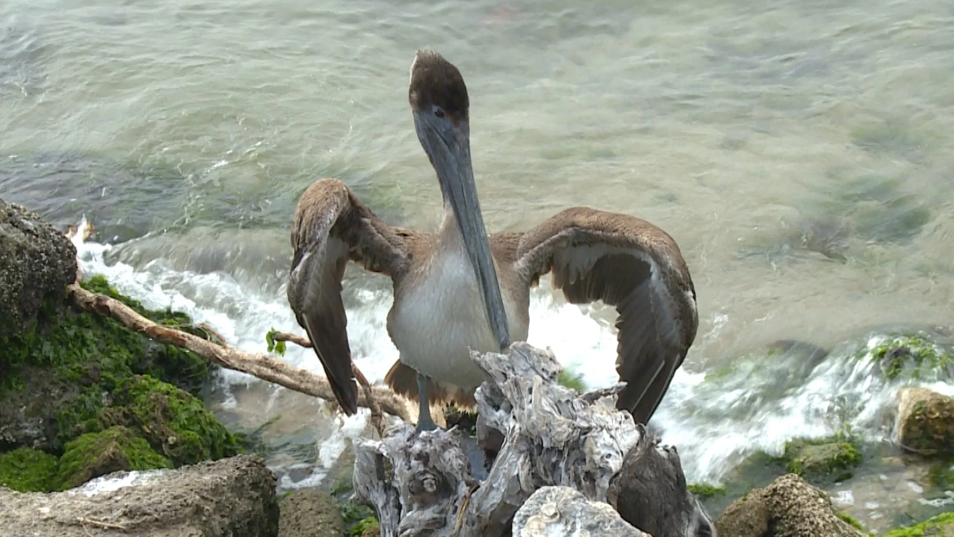 Pelican13.jpg