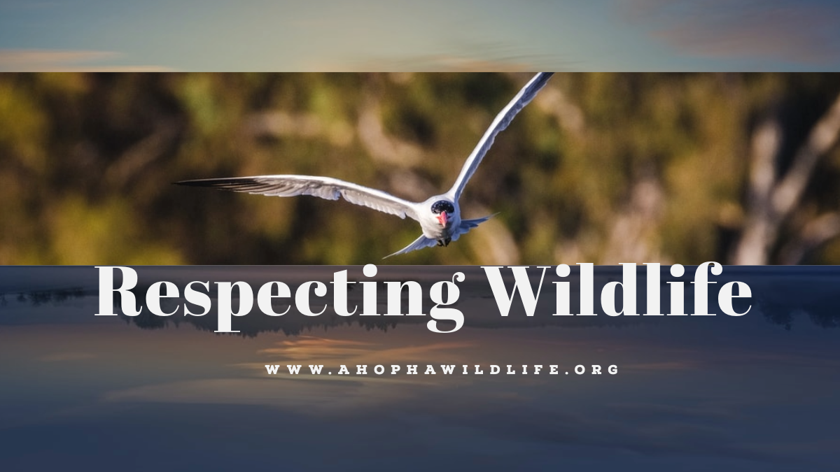 Ahopha_Respecting Wildlife.png