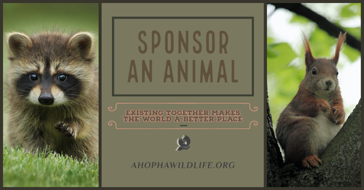 Ahopha_Sponsor Animal.png