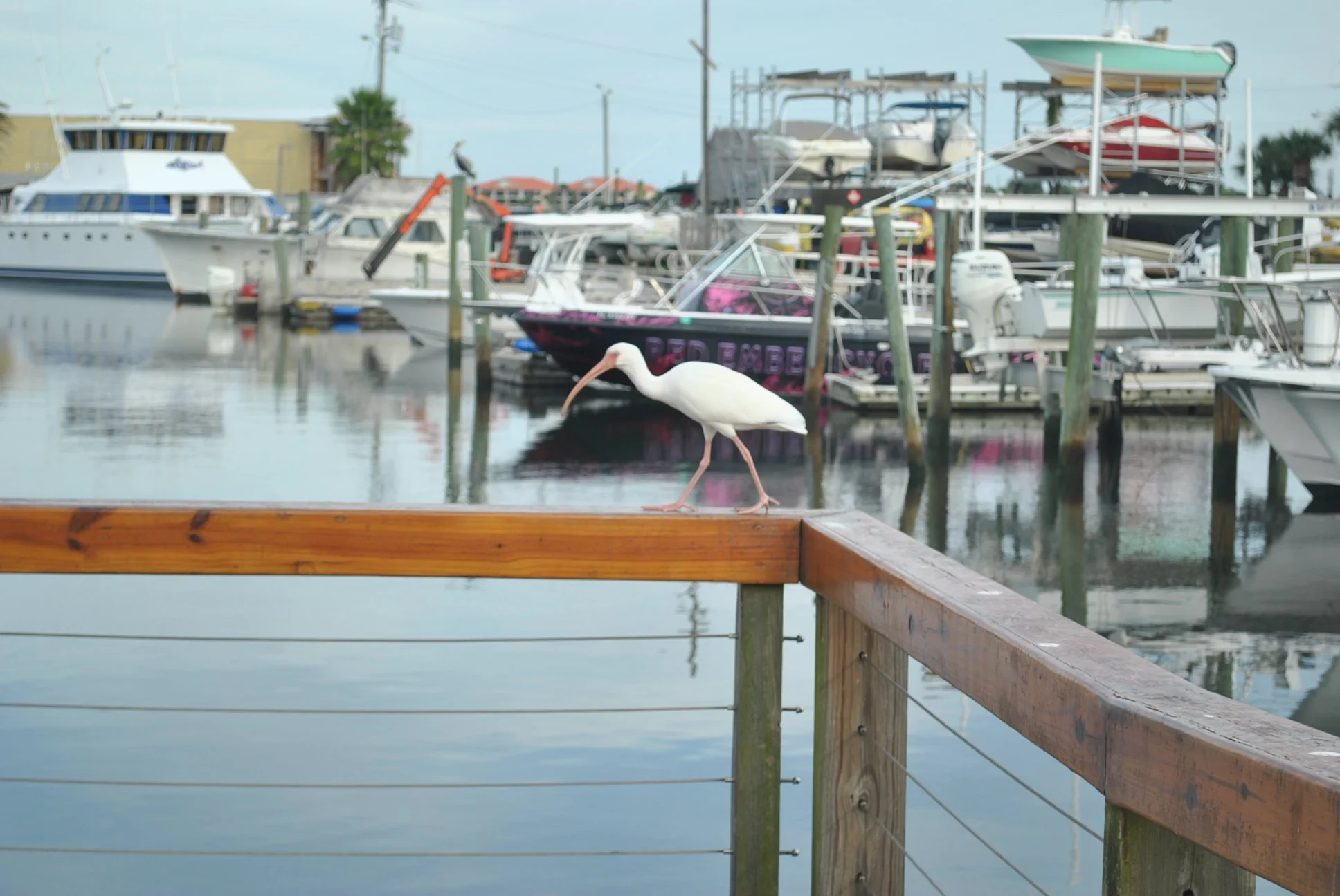 DSC_0321.JPG