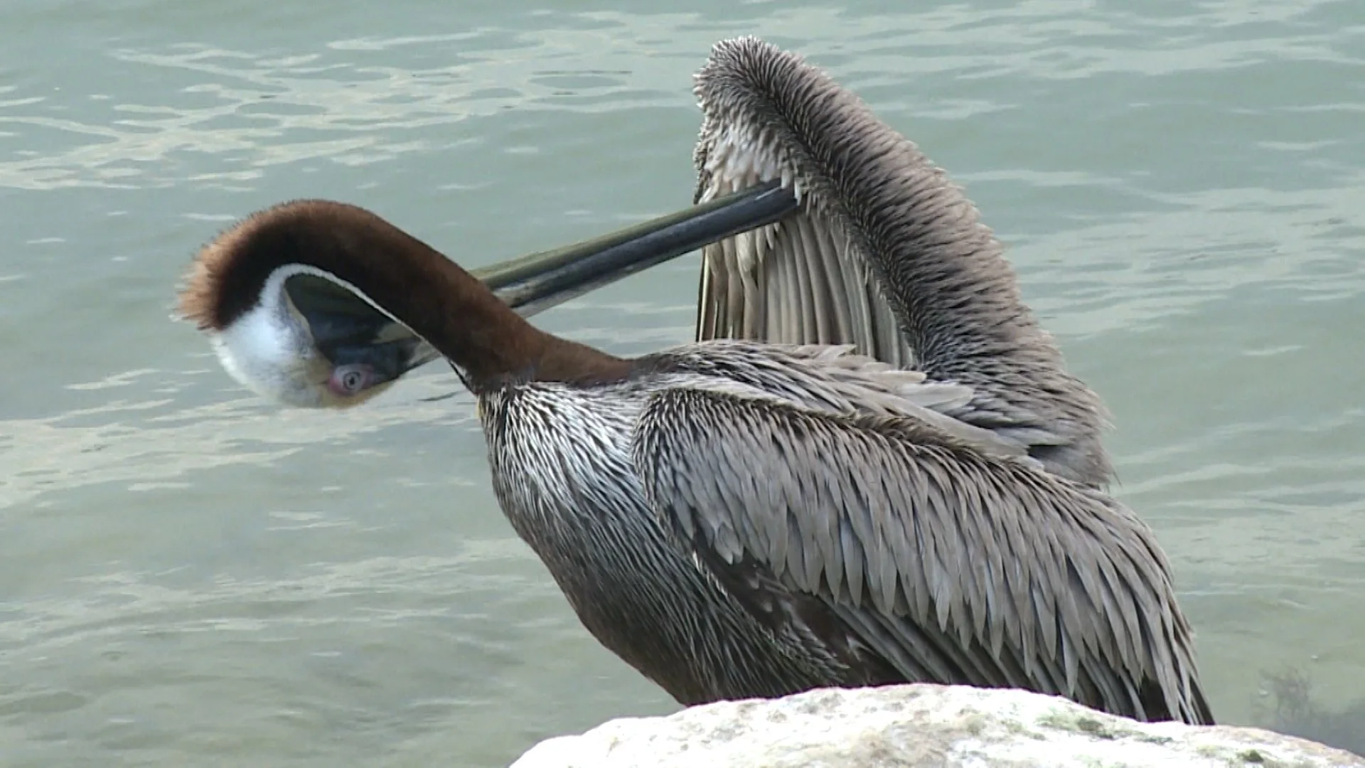 Sebastian Pelican_pic.jpg