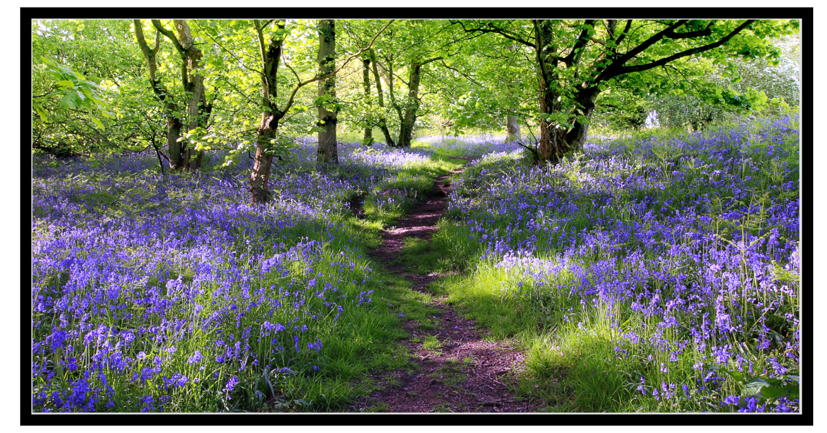 A path through a forest of trees surrounded by purple flowers