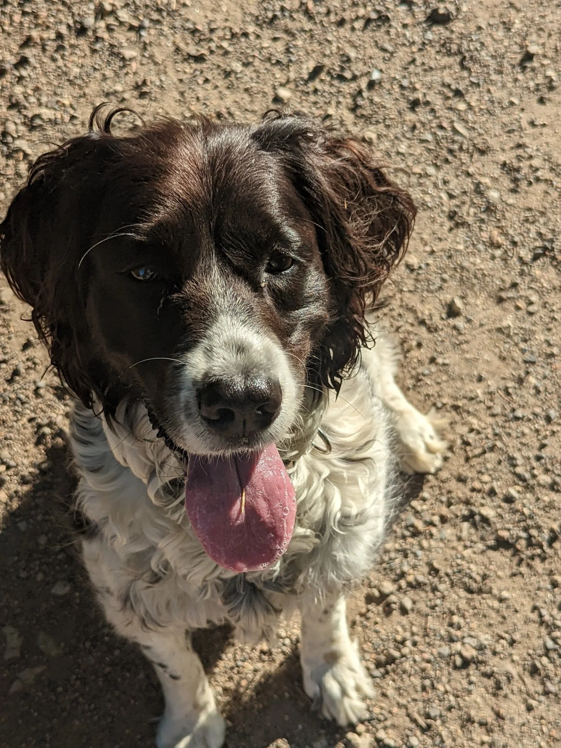 A brown and white dog with curly fur, sitting on dirt, with its tongue out and one eye partially closed.