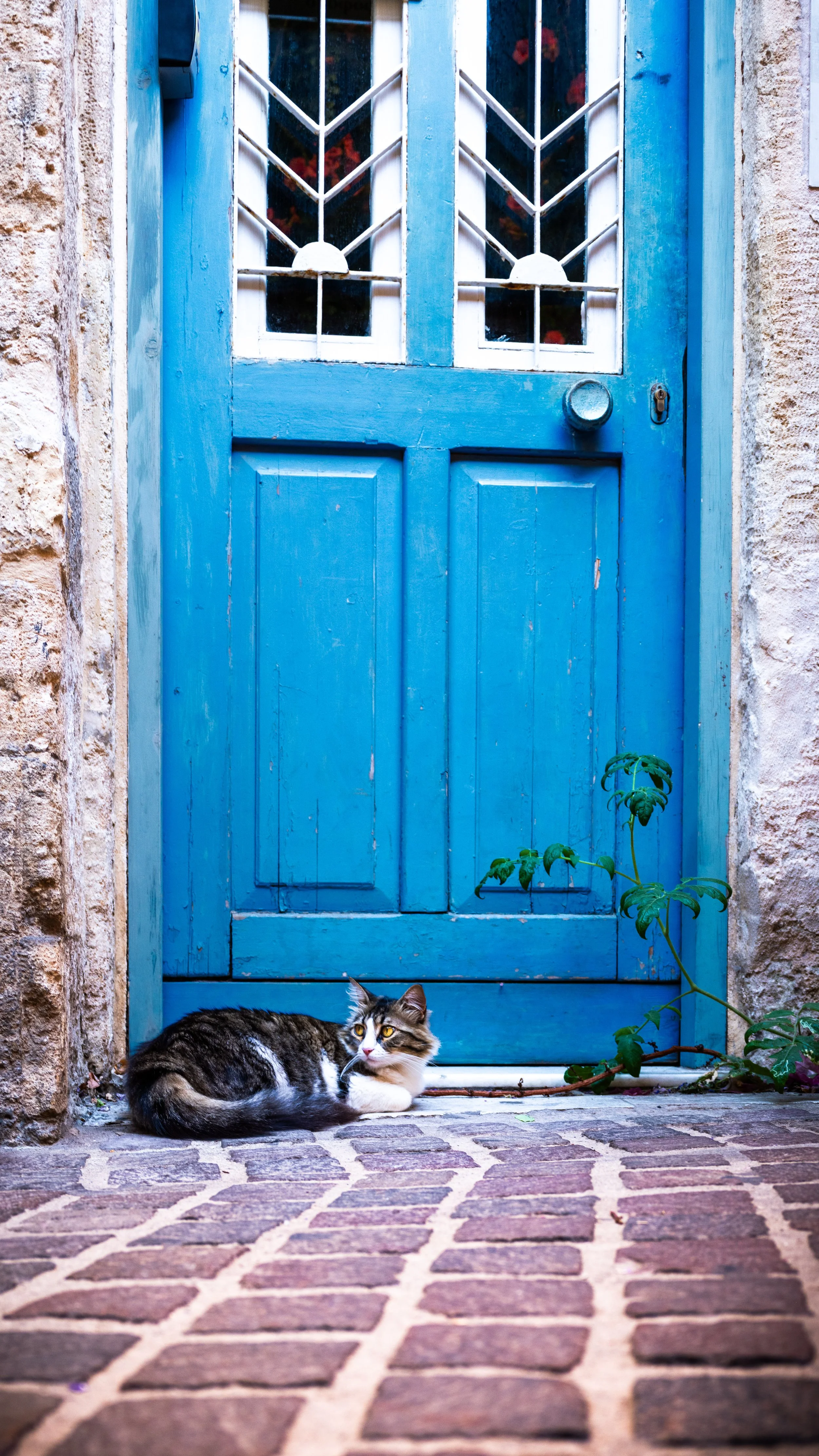 Cats! | Chania | Crete
