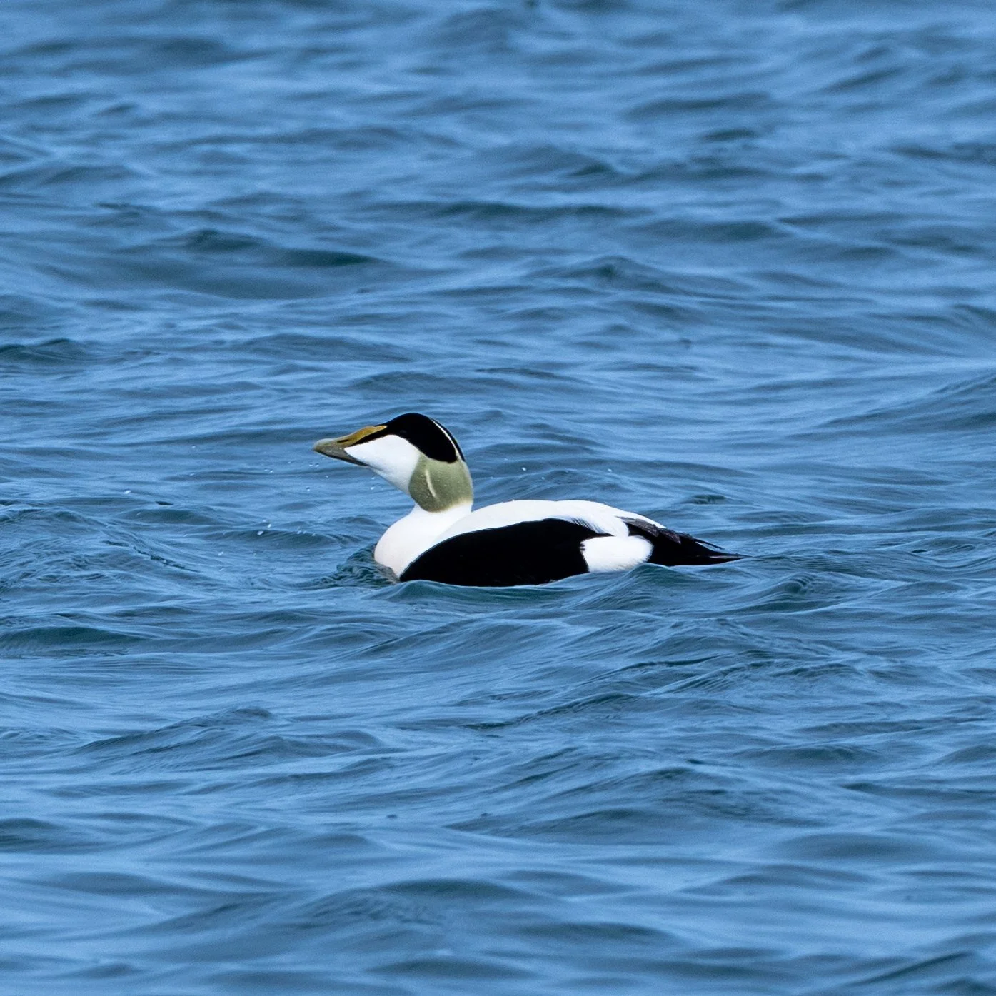 Eider Duck | Penmon Point