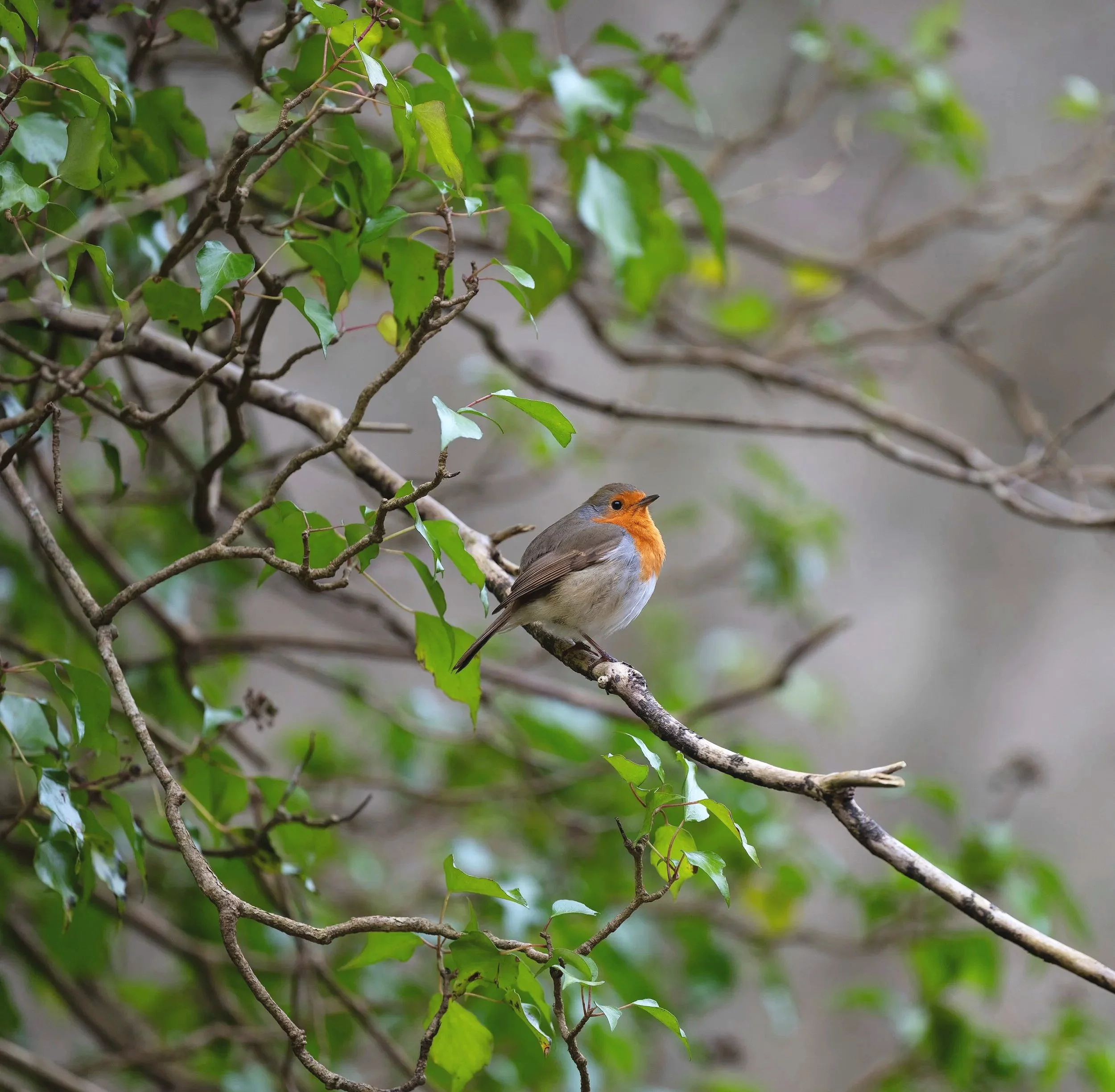 Robin | Watersmeet