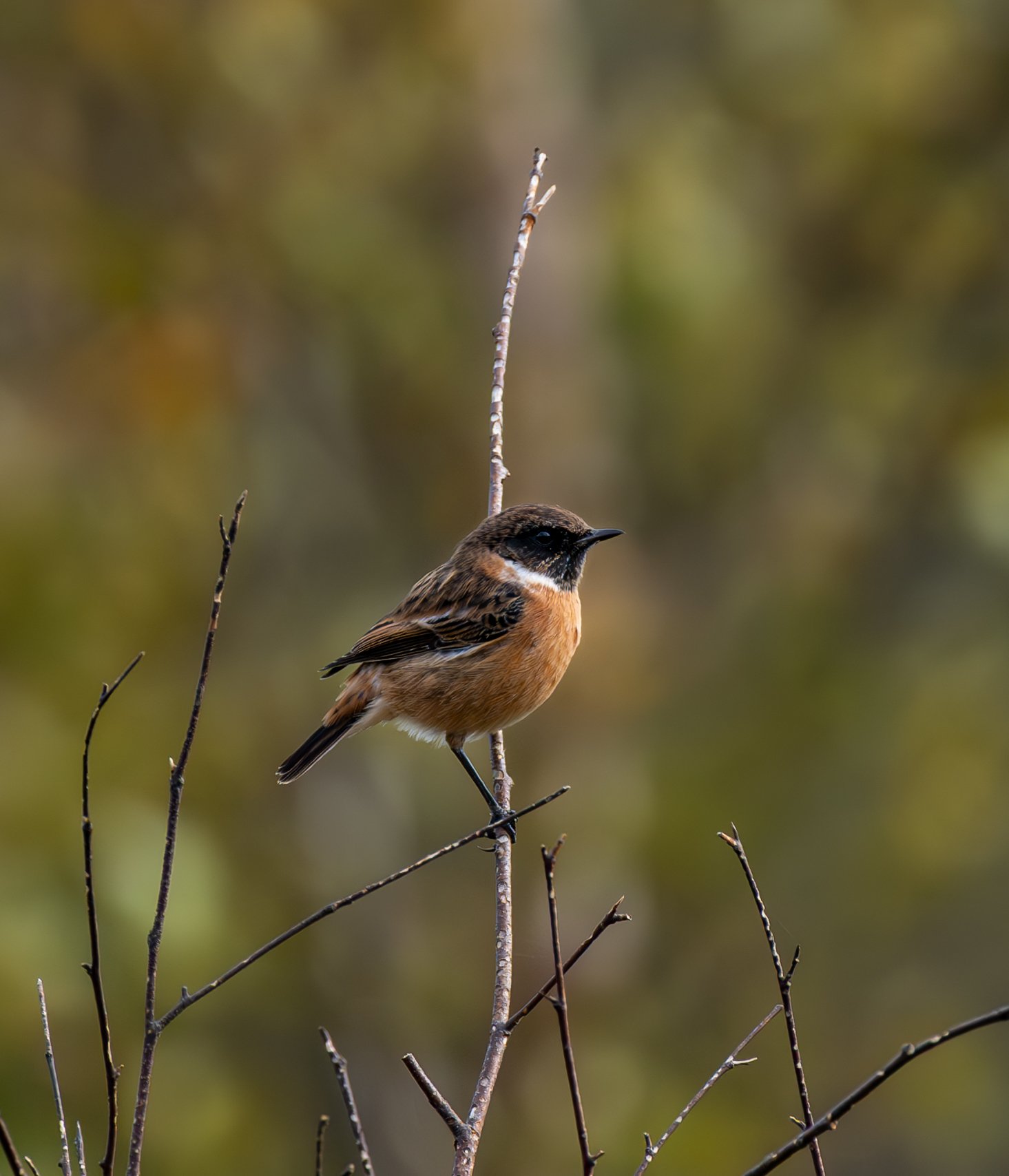 European Stonechat (Male) | Dunwich Heath