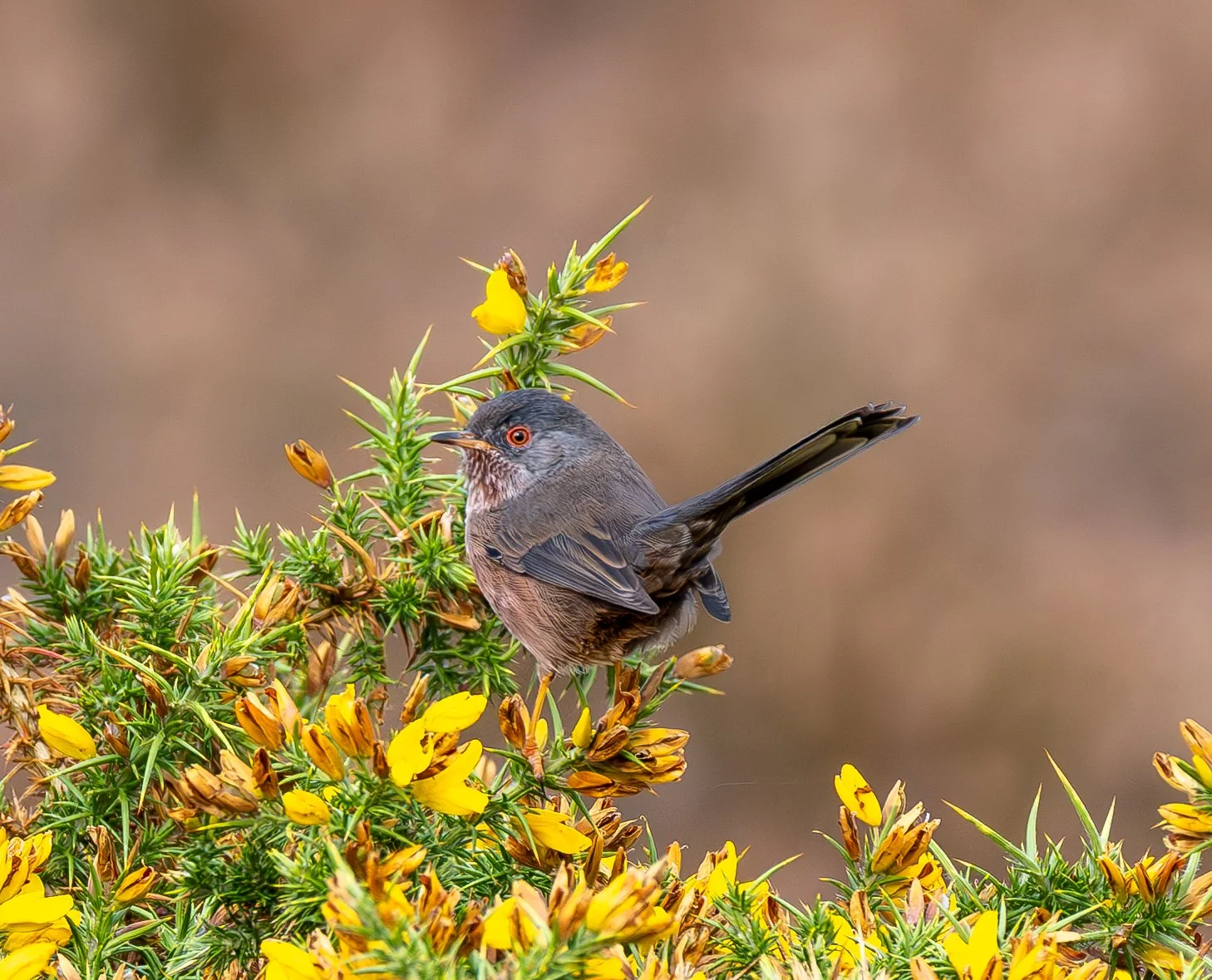 Dartford Warbler (Male) | Dunwich Heath