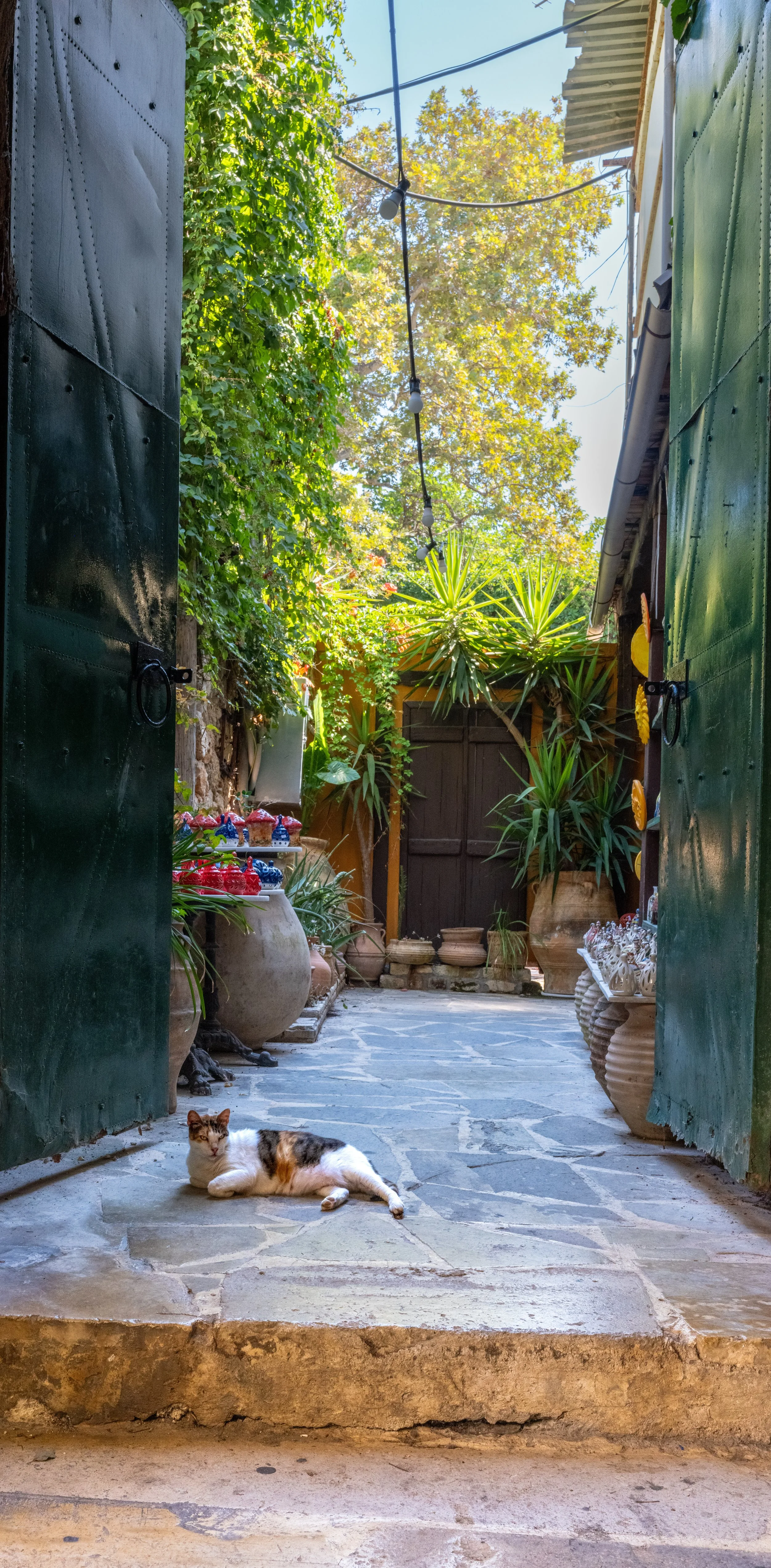 Cats! | Chania | Crete