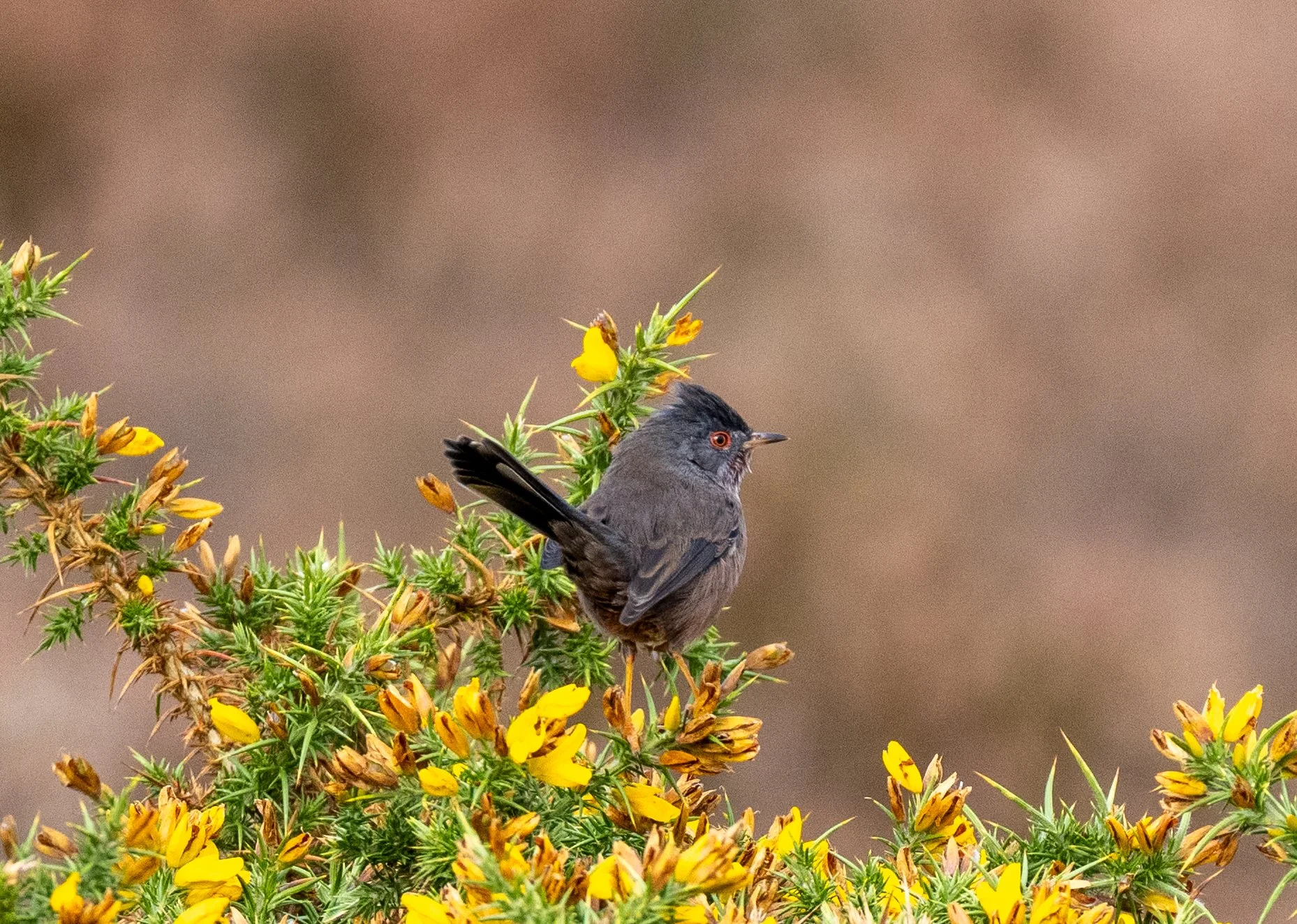 Dartford Warbler (Male) | Dunwich Heath