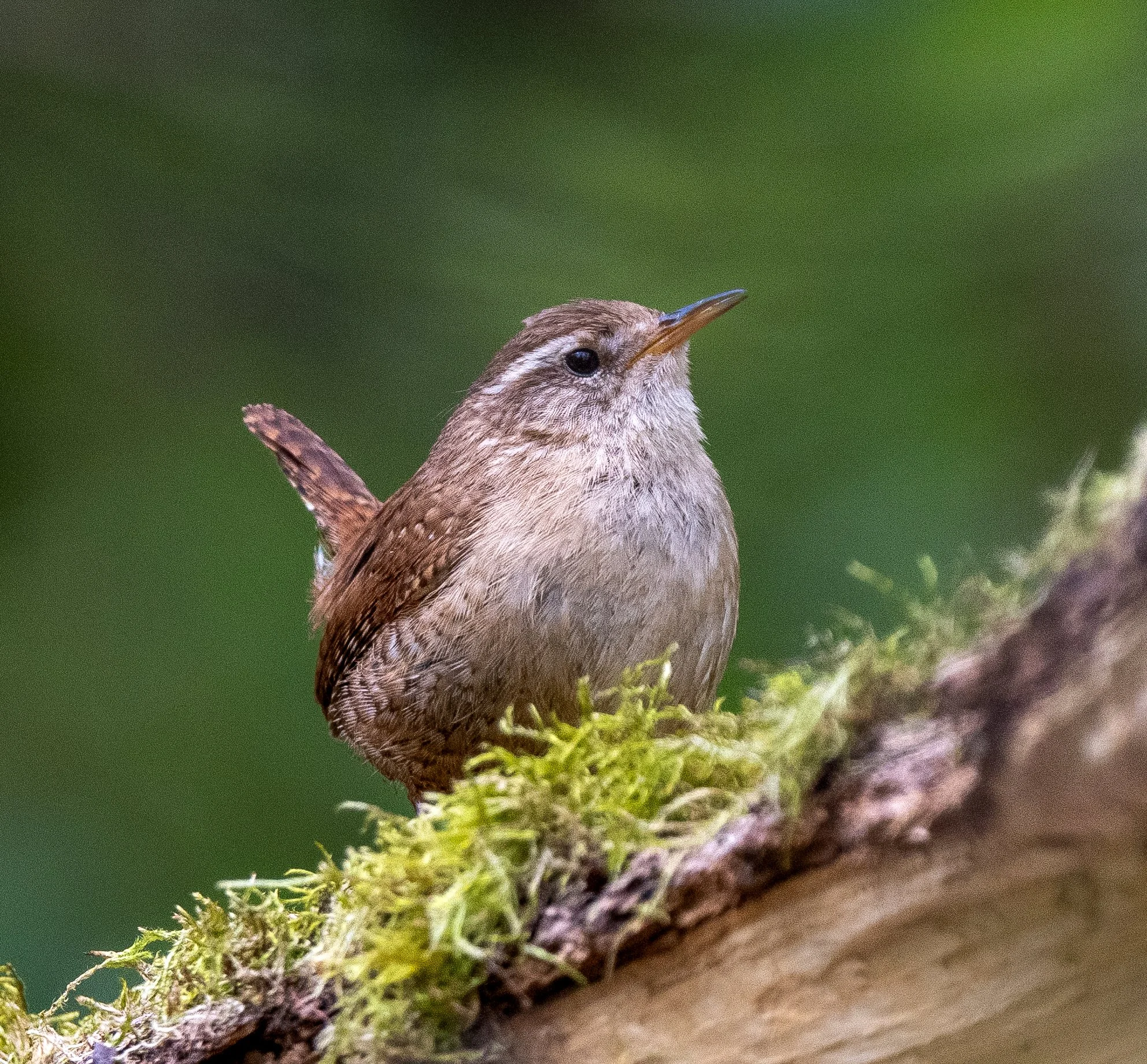 Wren | Lathkill Dale