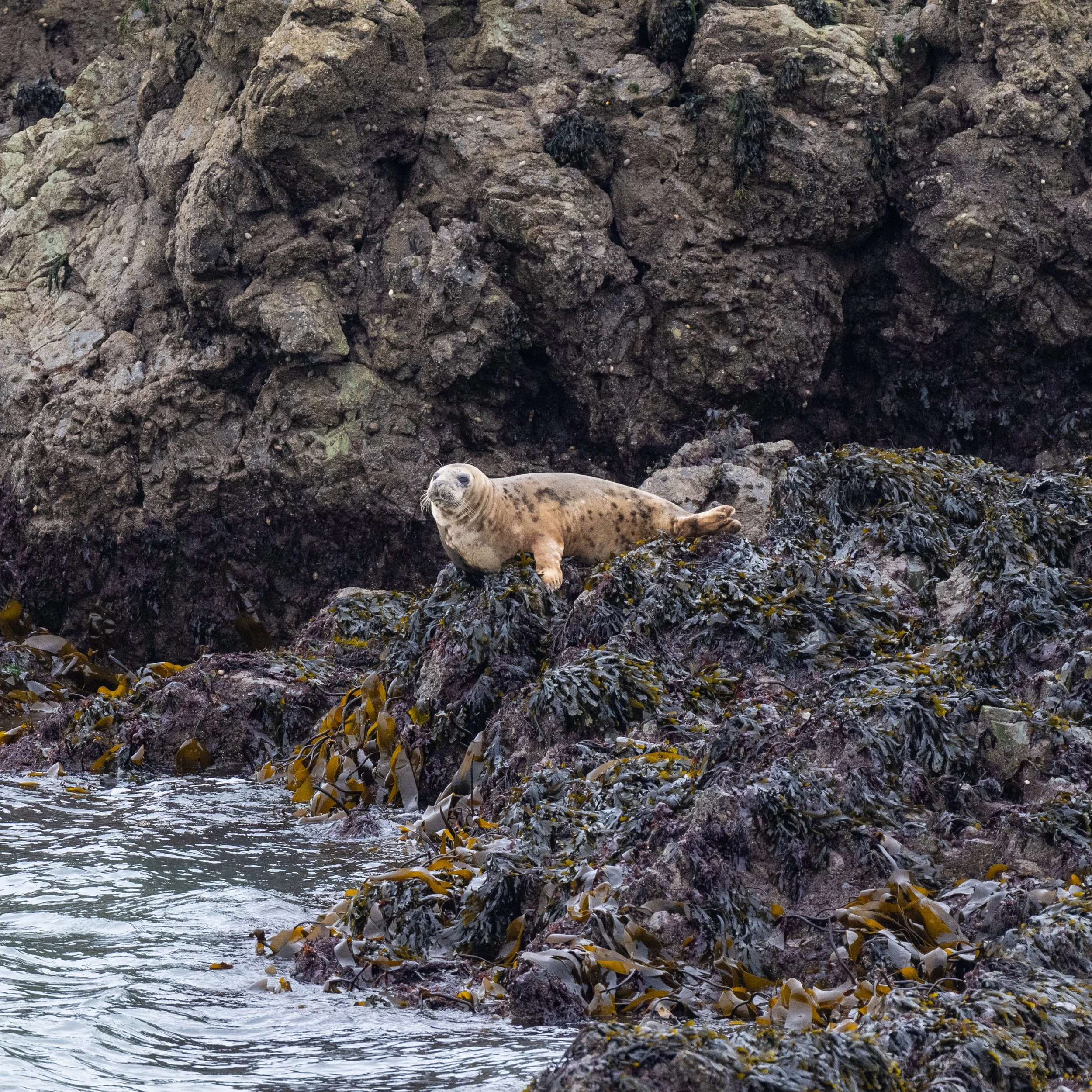 Seal Pup | Llanddwyn Island