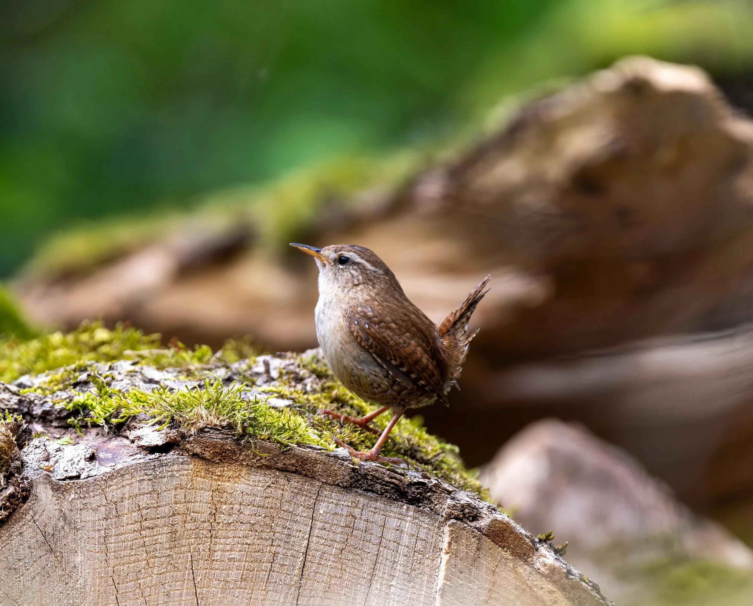 Wren | Lathkill Dale