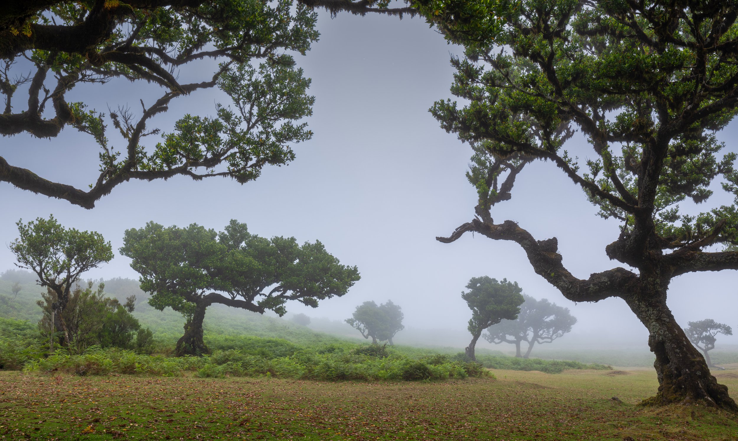 Fanal Forest | Maderia