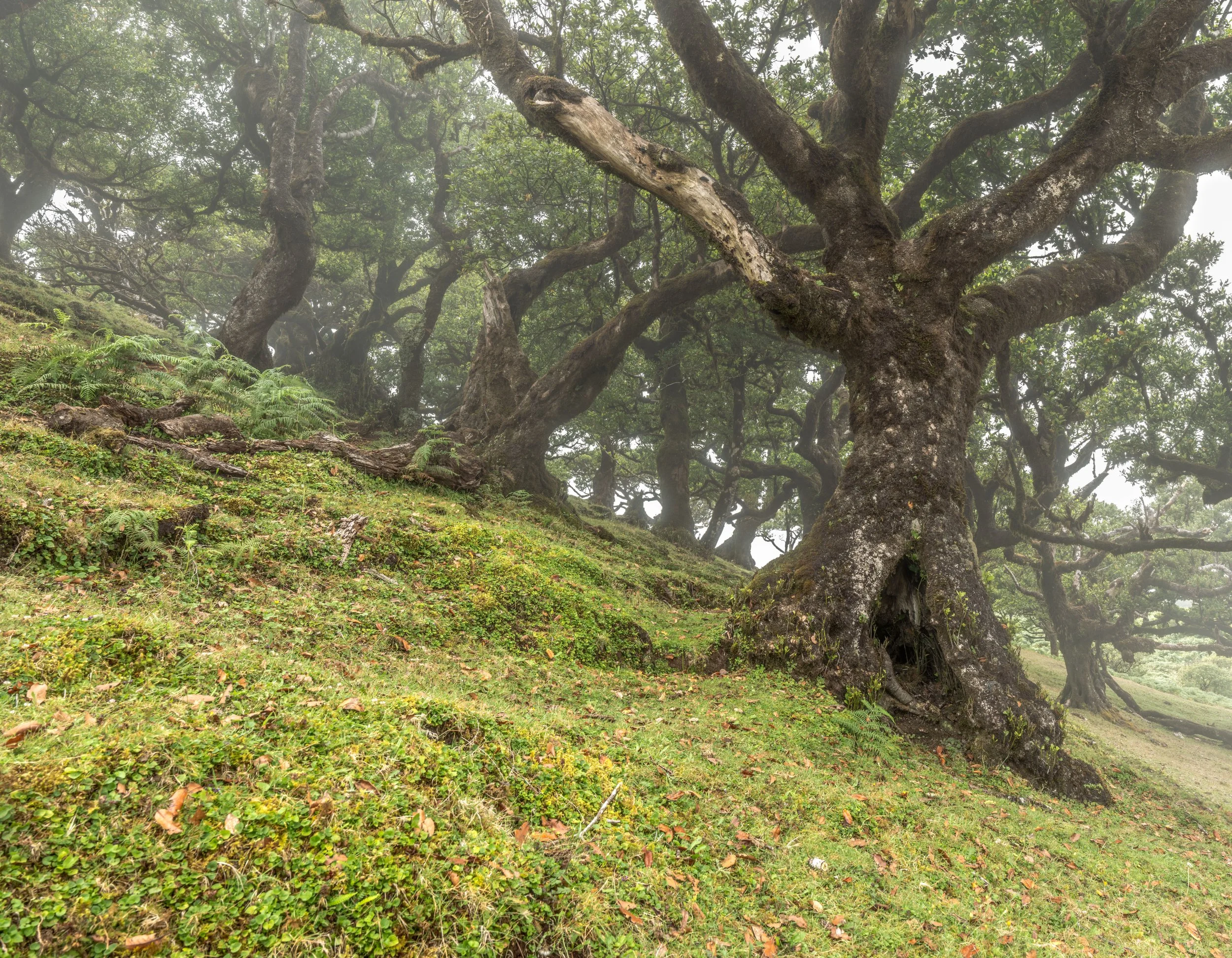 Fanal Forest | Maderia