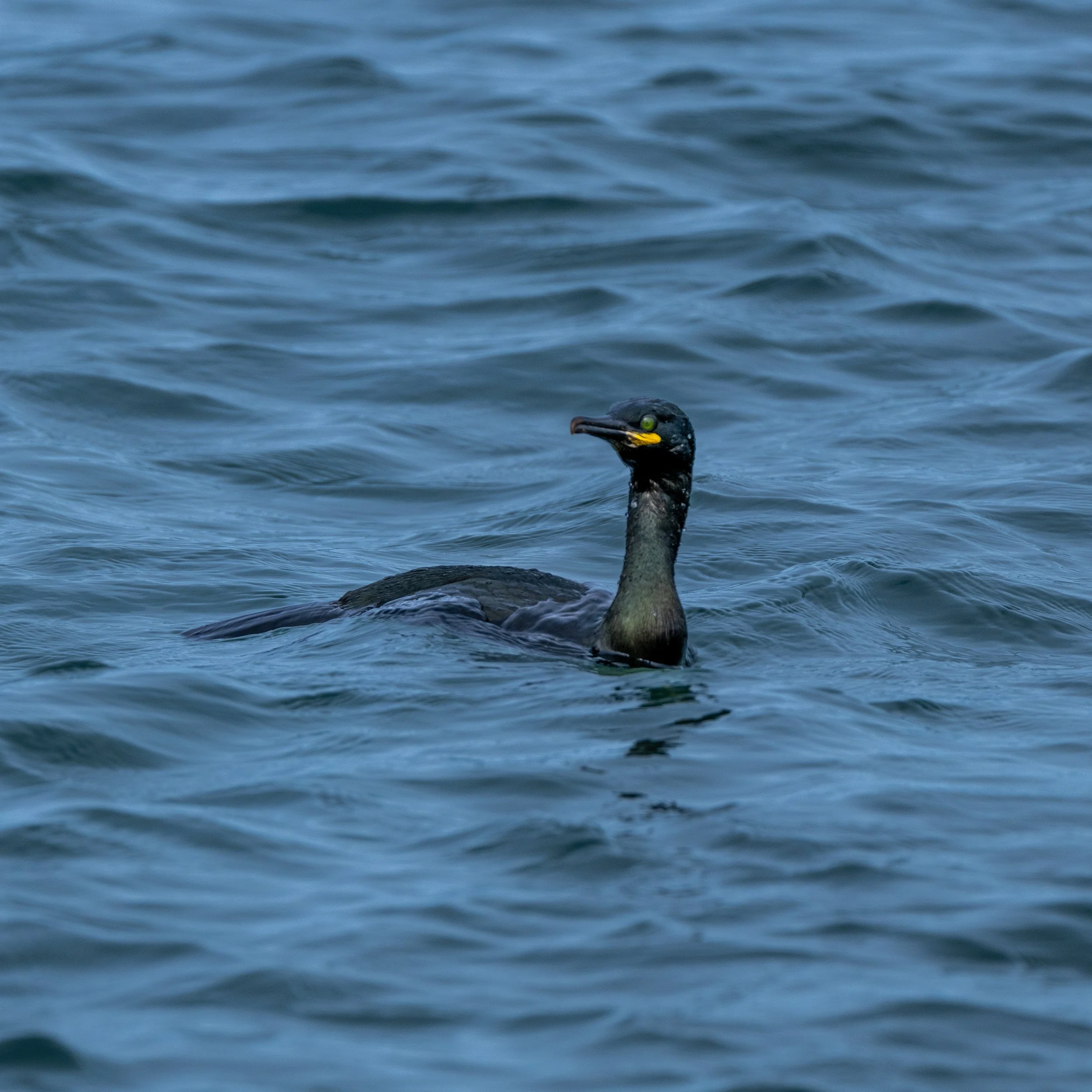 Shag | Penmon Point