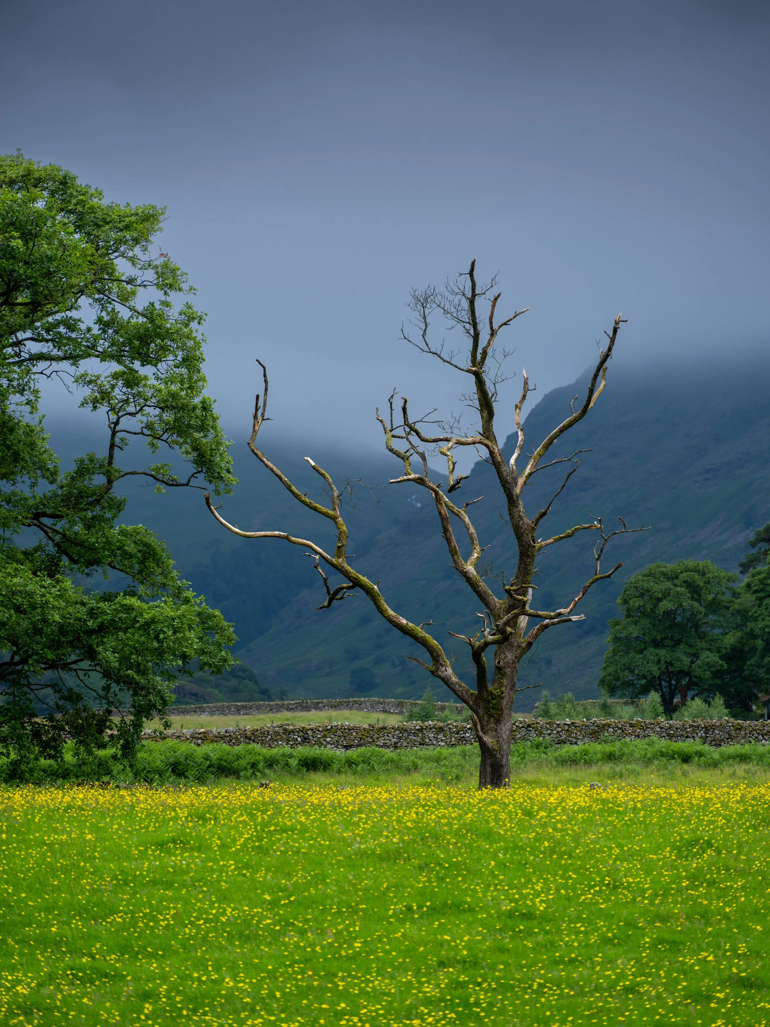 Borrowdale Tree | Lakes