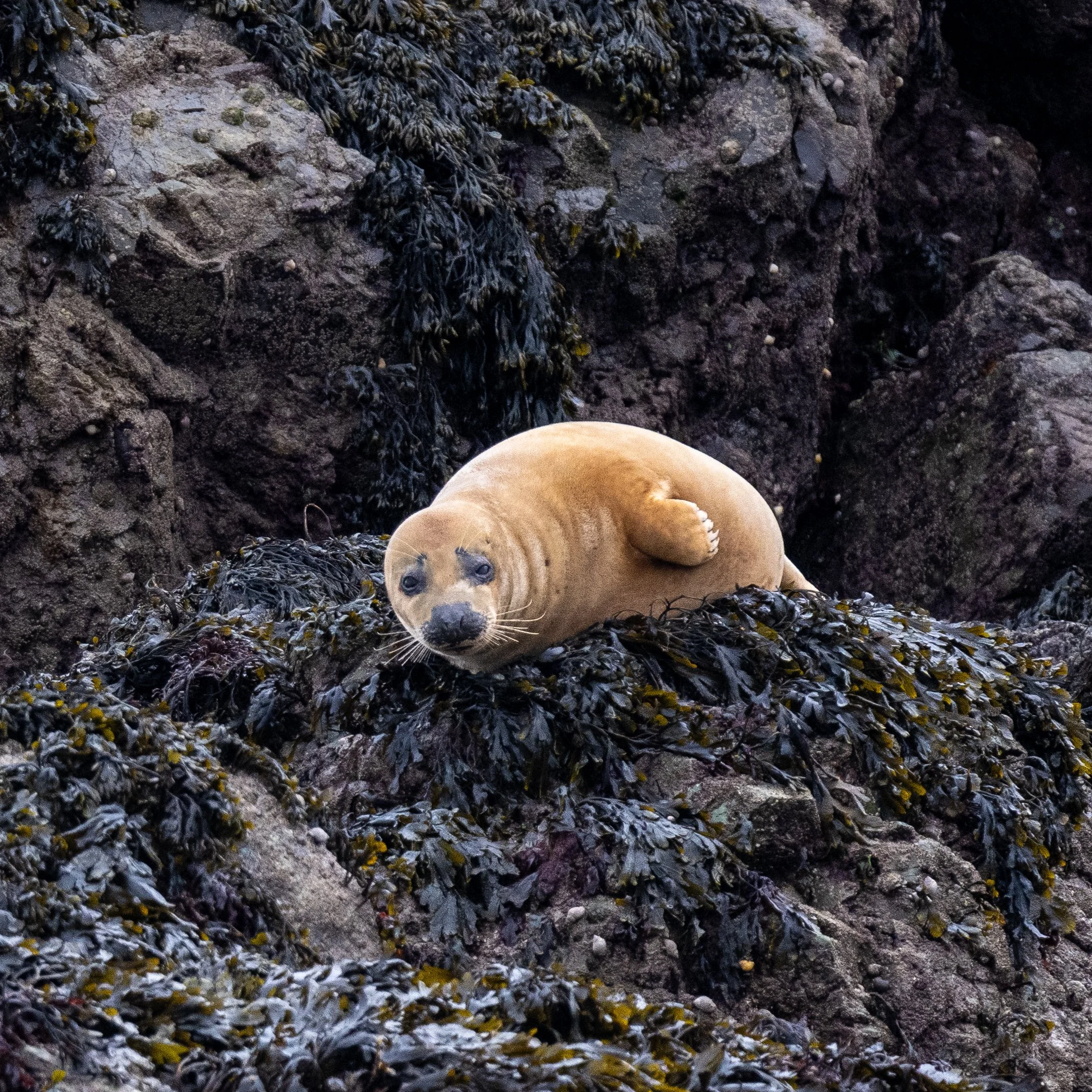 WILDLIFE