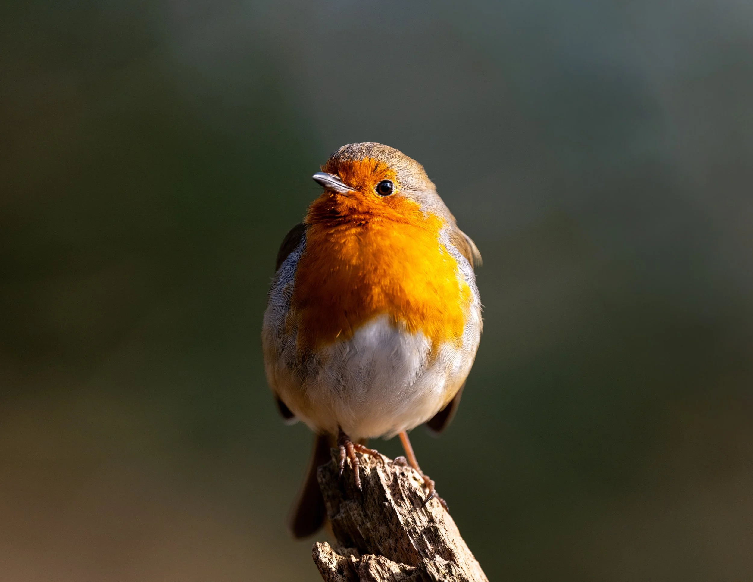 Robin | Arne