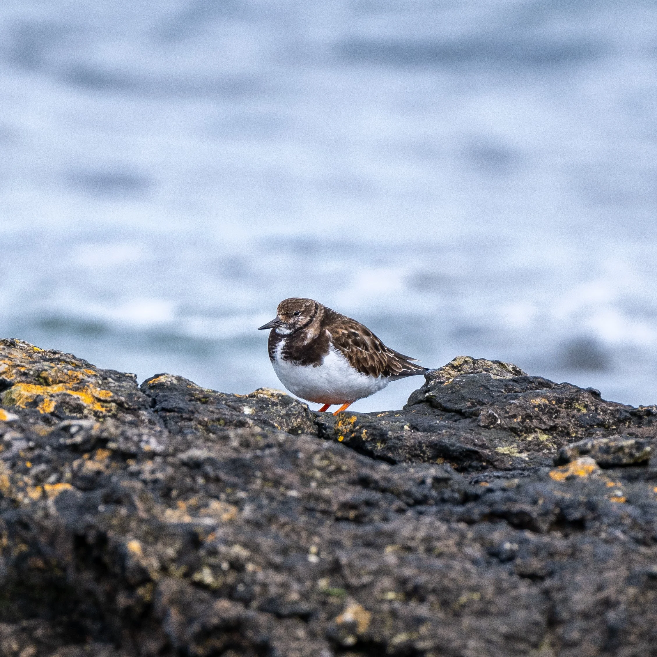 Turnstone | Penmon Point