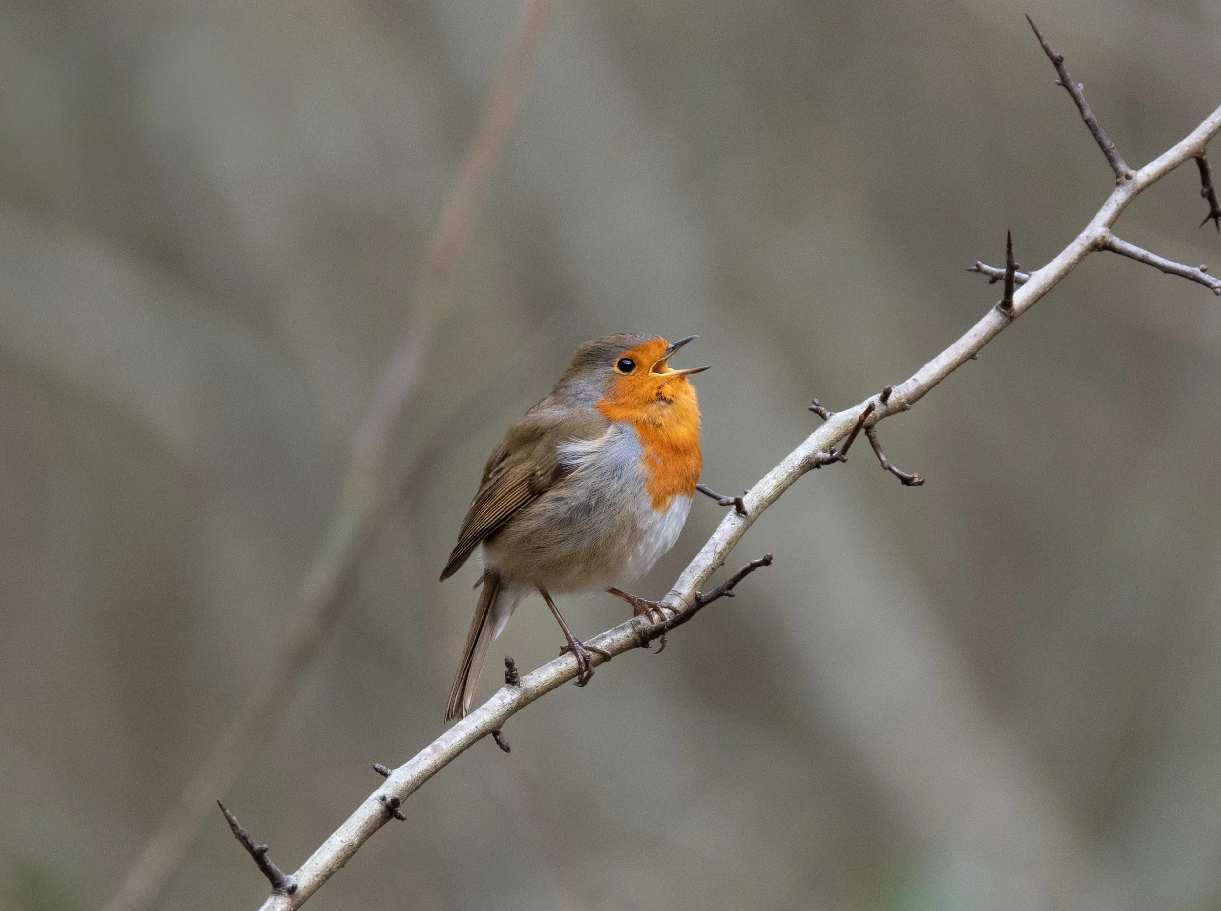 Robin | Watersmeet