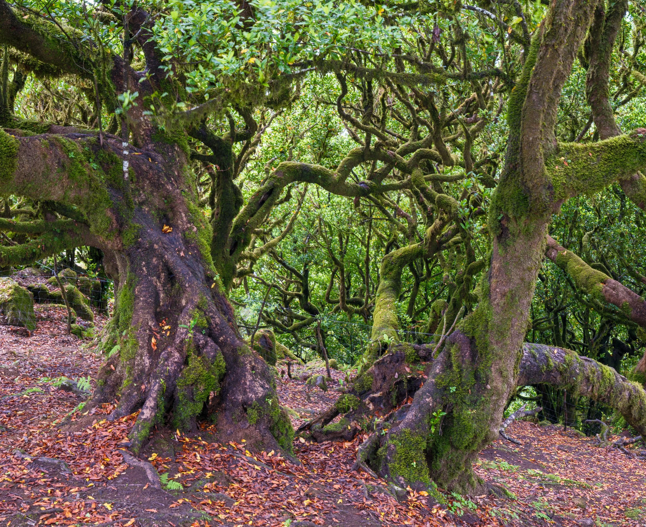 Fanal Forest | Maderia