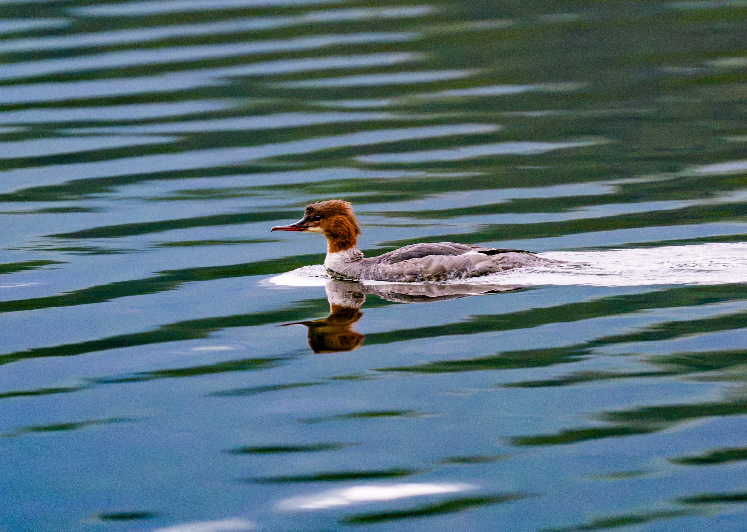 Common Merganser (Female) | Buttermere