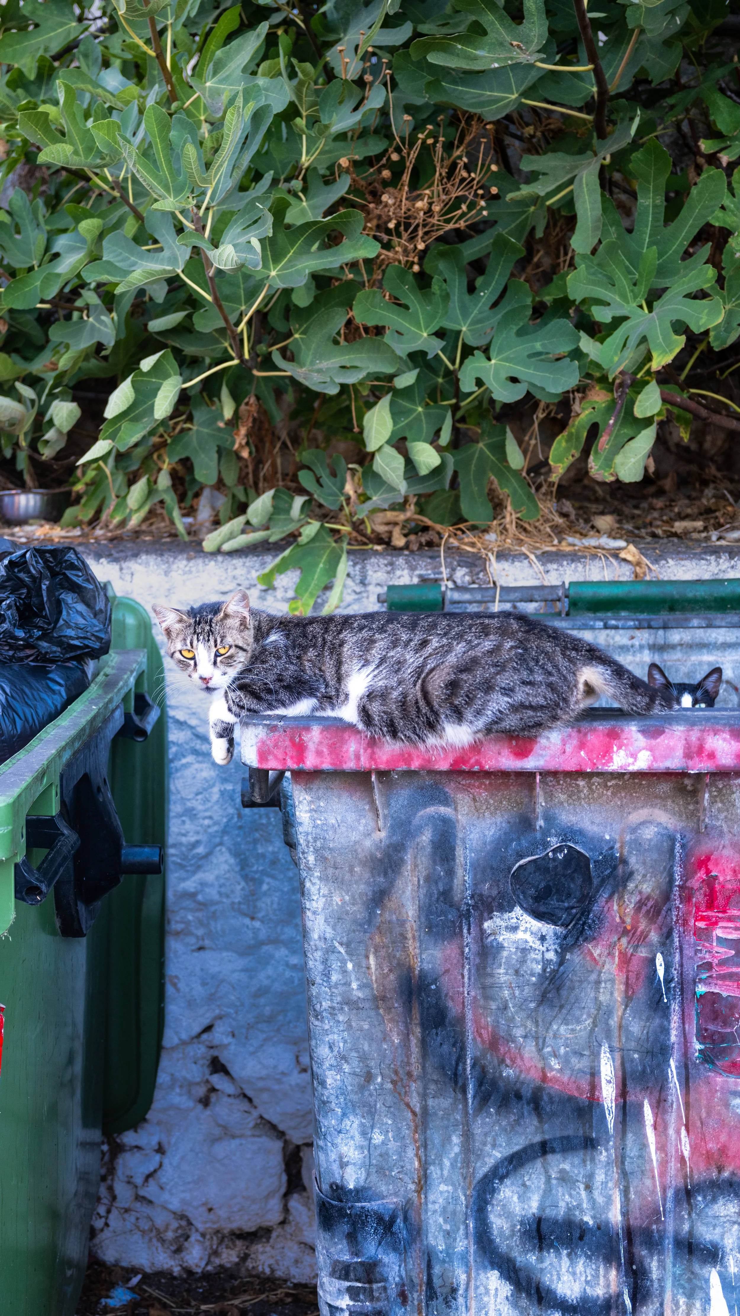 Cats! | Kolymvari | Crete