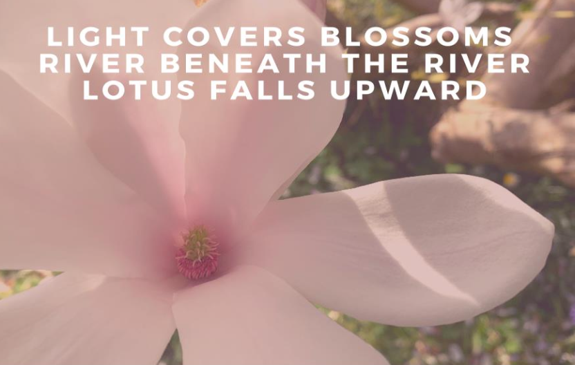 Soft-focus photograph of a pale pink flower overlaid with the words “LIGHT COVERS BLOSSOMS / RIVER BENEATH THE RIVER / LOTUS FALLS UPWARD