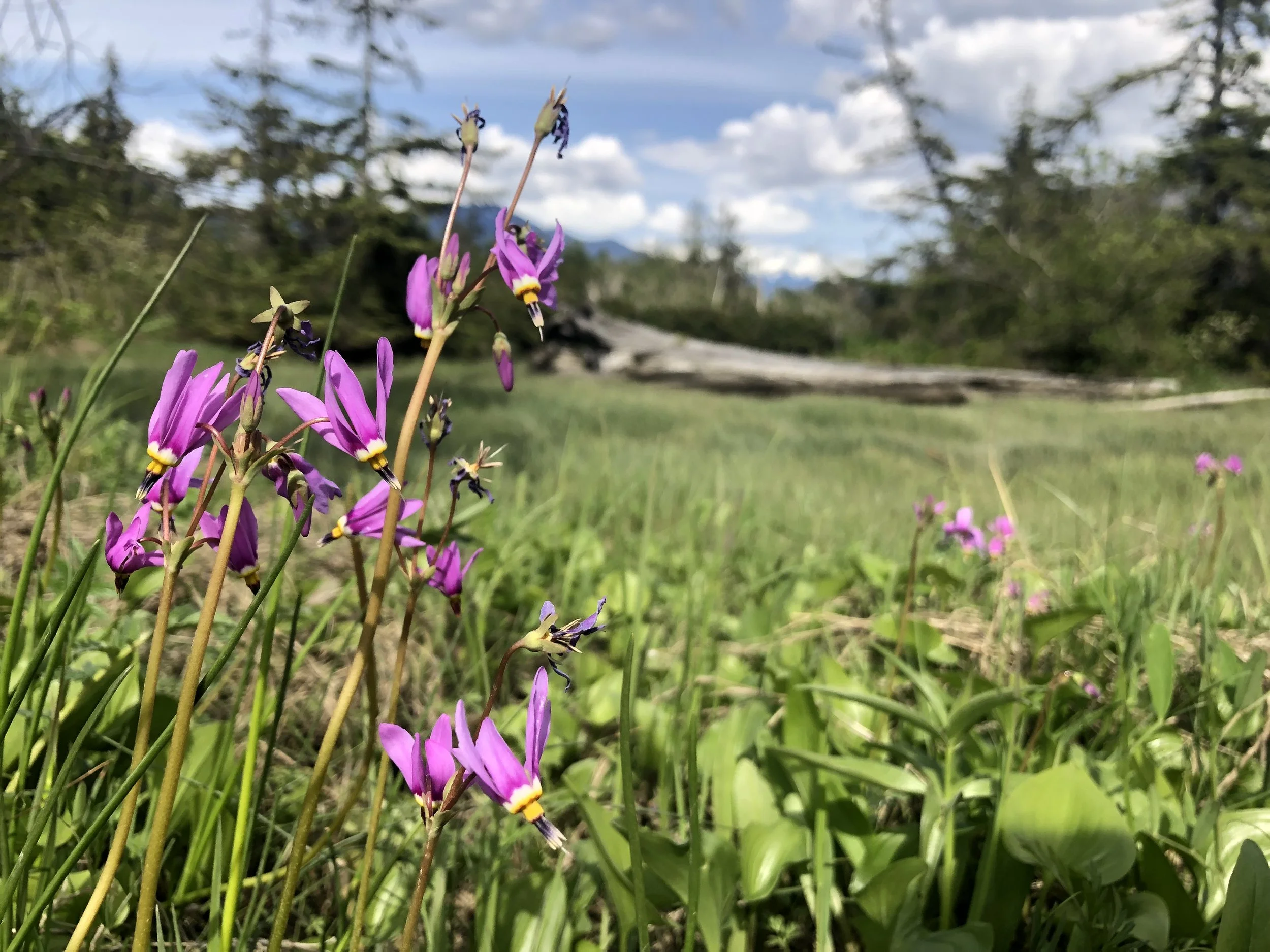 Close-up of purple wildflowers in a grassy field with a fallen log, trees, and mountains in the background under a partly cloudy sky.