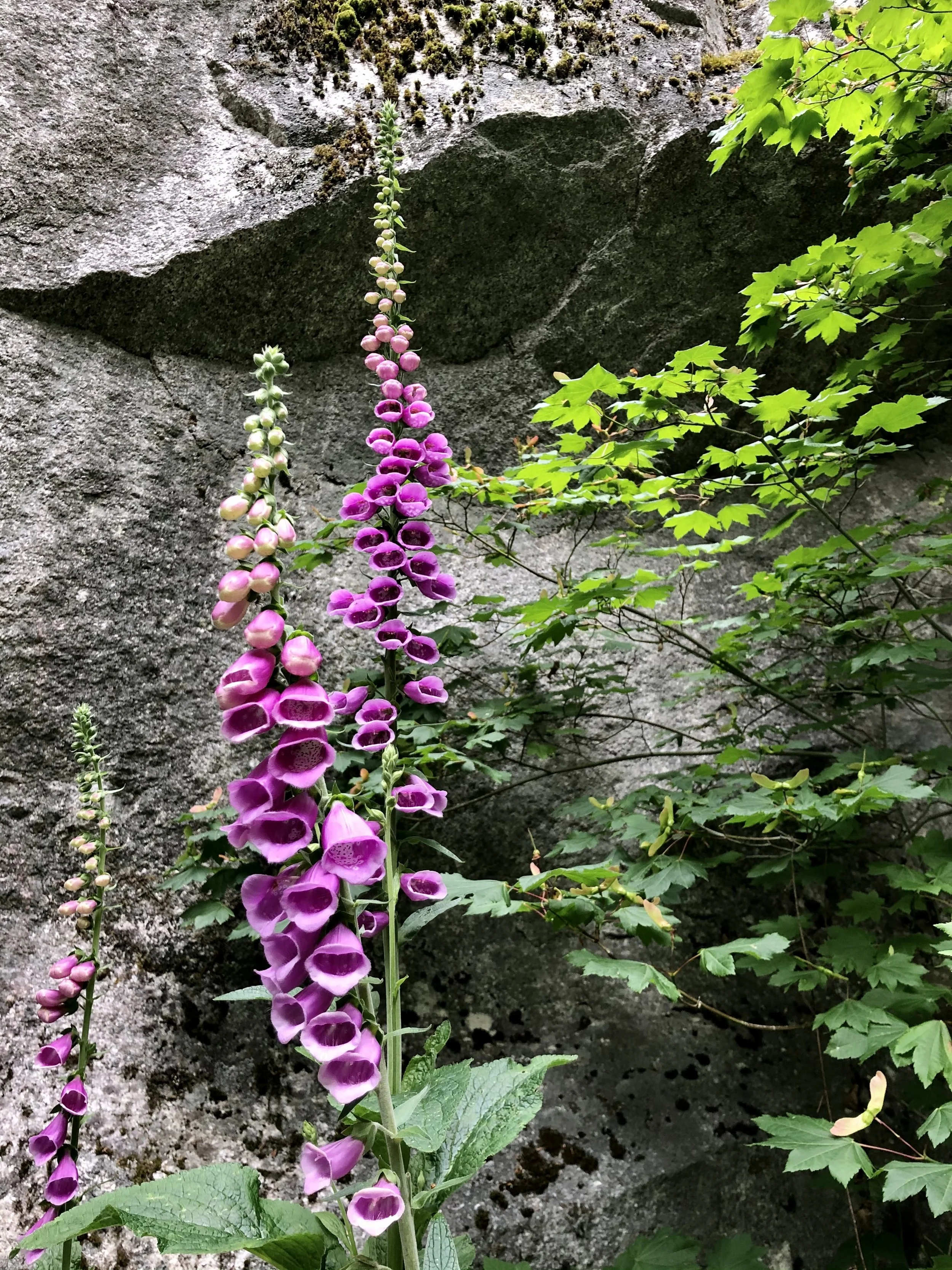 Pink and purple foxglove flowers growing alongside green leaves and a gray rock background.