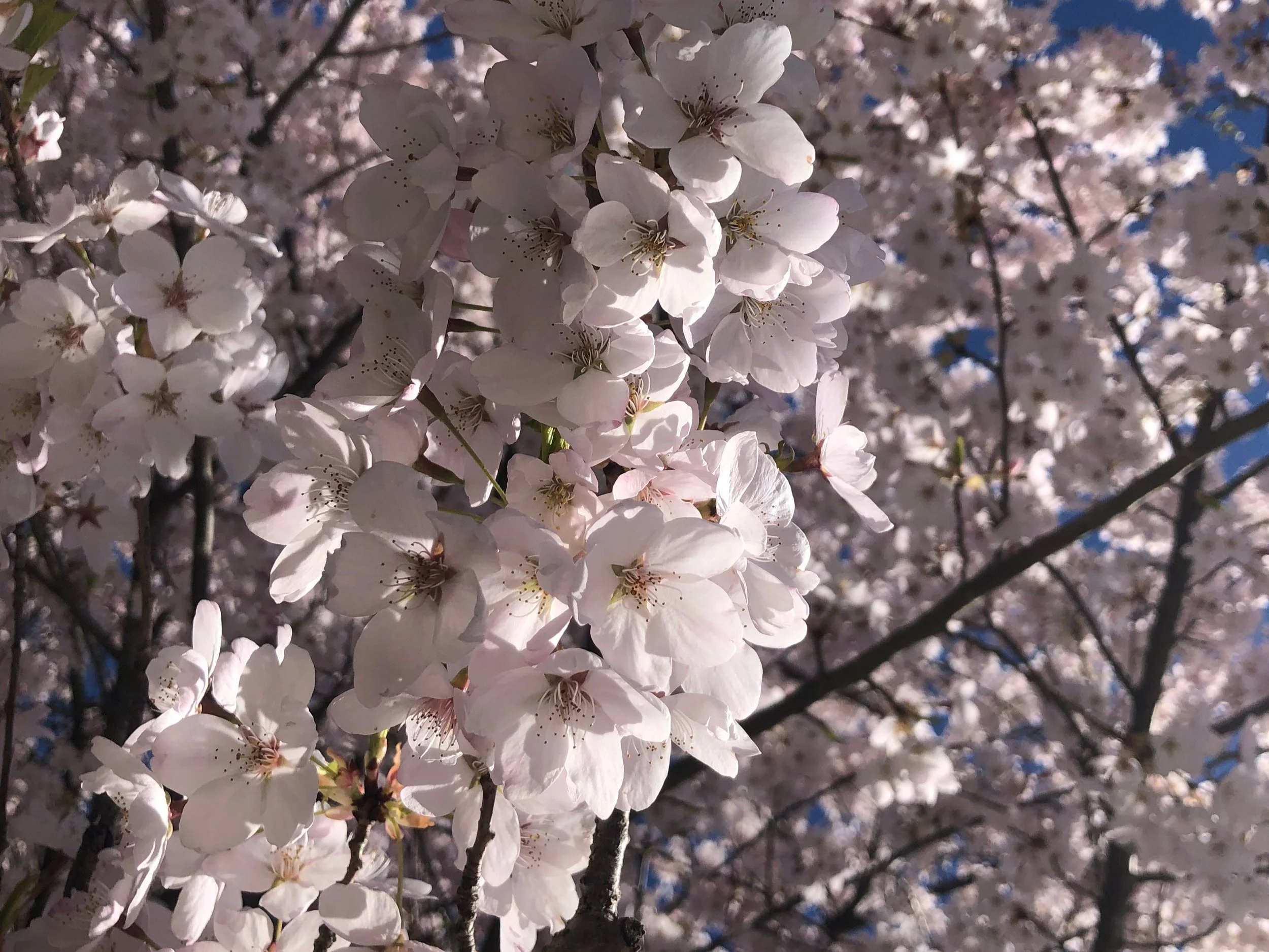 Close-up of pale pink cherry blossoms on a tree branch against a background of more blossoms and a clear blue sky.