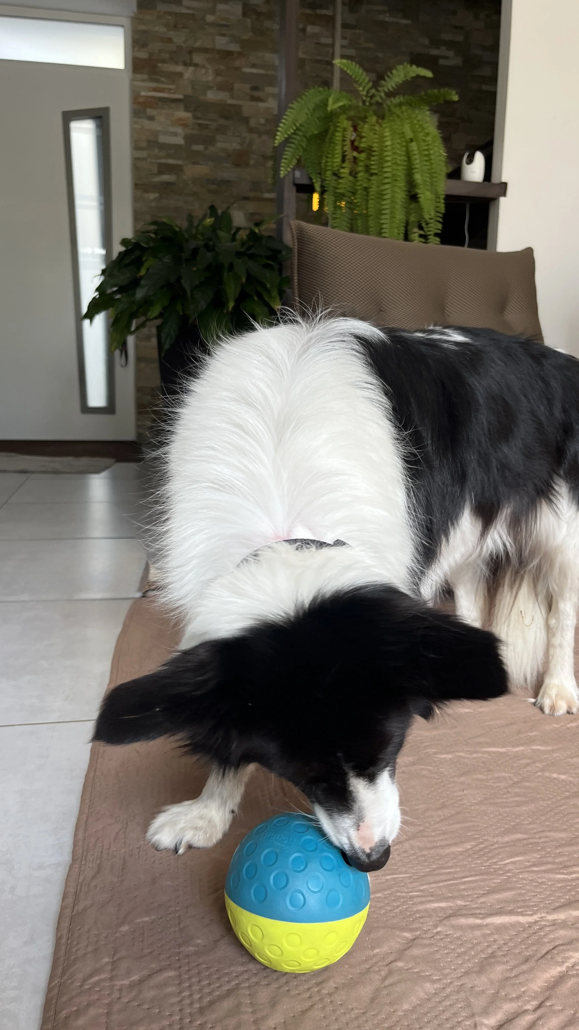Un chien à poils longs et noir et blanc joue avec une balle bleue et jaune.