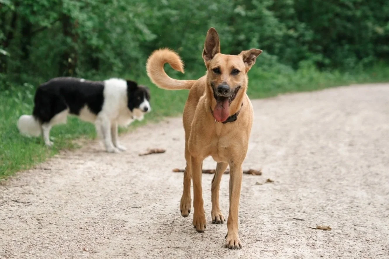 Deux chiens courent sur un chemin en forêt, l'un est un chien de taille moyenne à pelage marron clair avec une queue enroulée, l'autre en arrière est un chien de race Border Collie noir et blanc.
