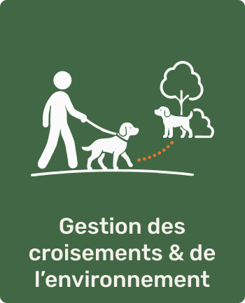 Une personne promène deux chiens dans un parc, avec un arbre en arrière-plan. Le texte indique "Gestion des croisements et de l'environnement".