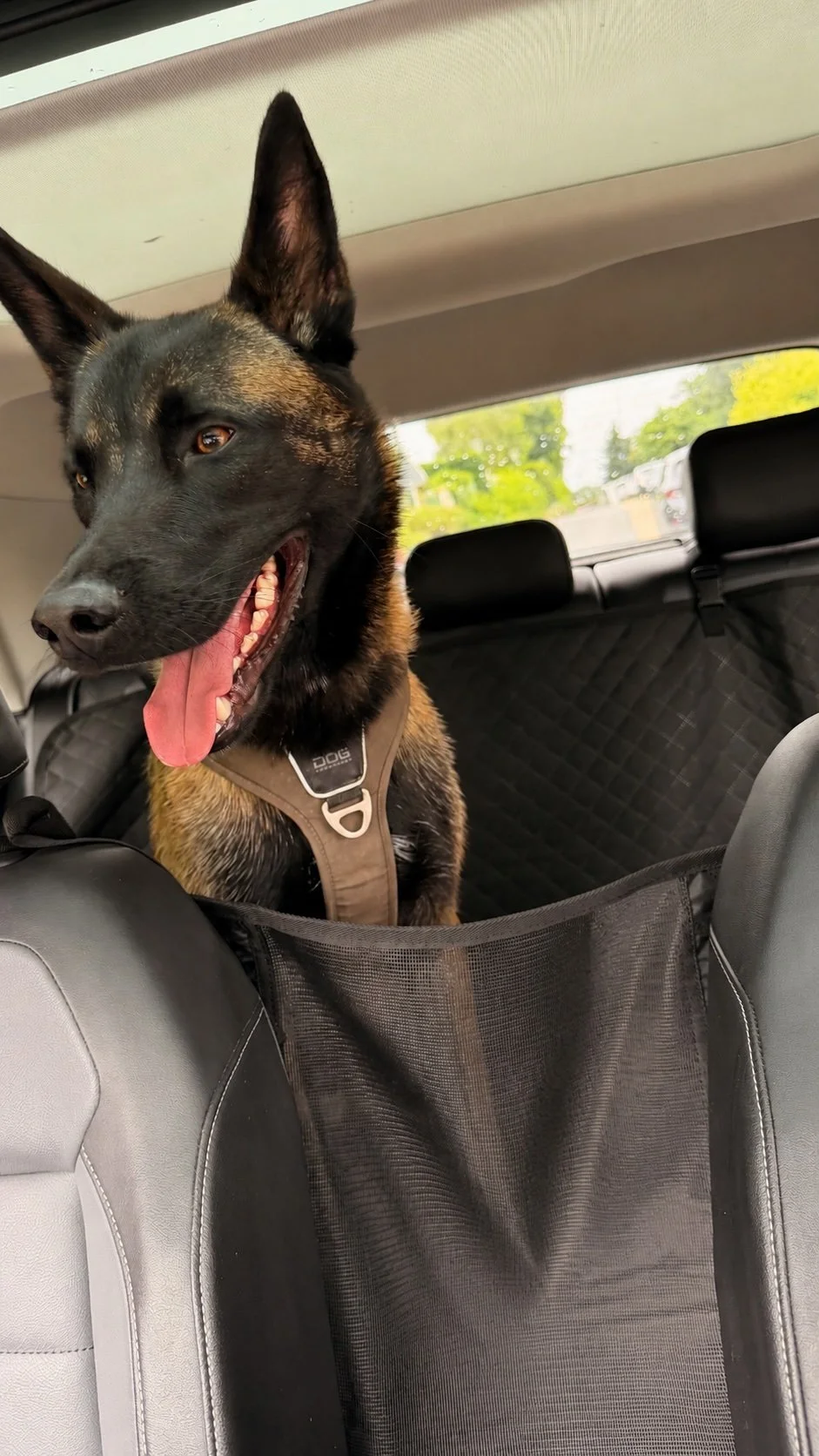 Un chien assis dans le coffre d'une voiture, portant un harnais, avec la langue sortie, dans un environnement de voiture.