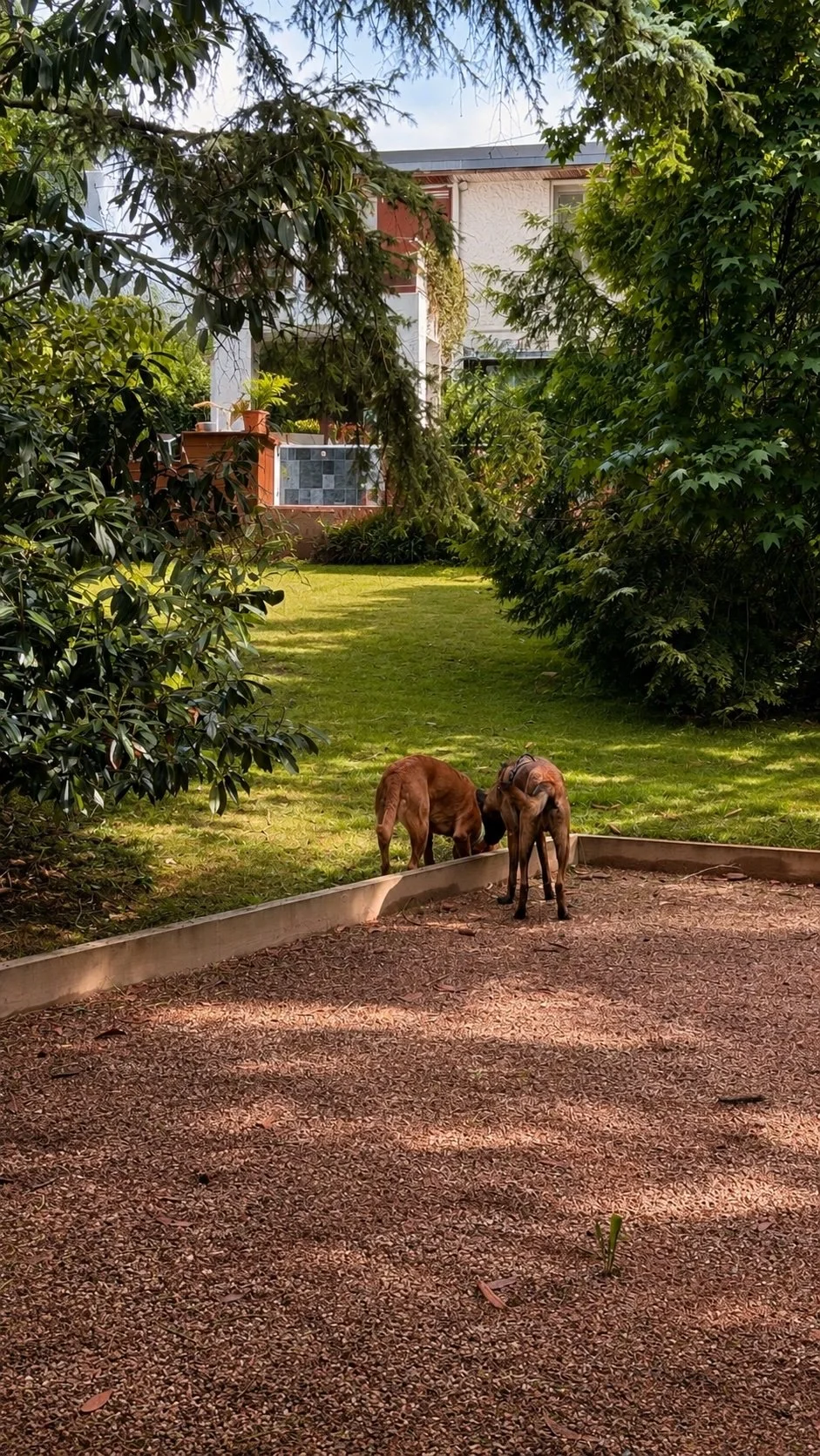 Chiens accueillis en petit effectif dans le jardin sécurisé du Club MuZo Futé