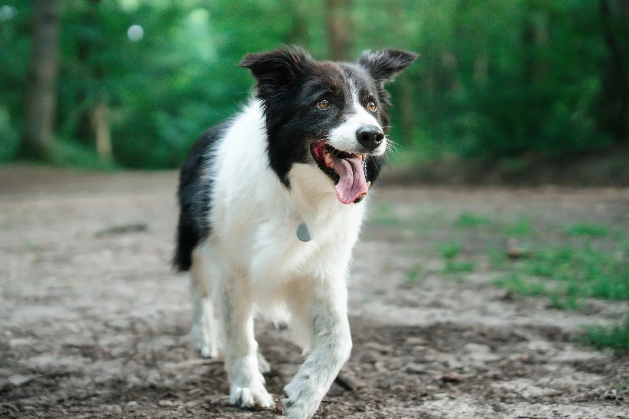 Chien en mouvement dans un environnement naturel, symbole d’équilibre et de bien-être