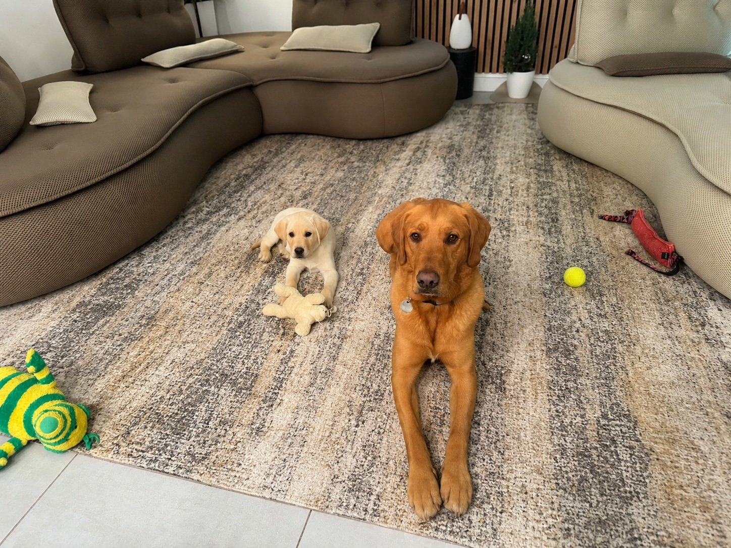 Deux chiens, un Labrador noir et un chien blanc plus jeune, dans un salon avec un tapis beige, des canapés en cuir et des jouets pour chiens. Le Labrador noir est allongé devant un jouet, et le chien blanc est assis avec un jouet en peluche.