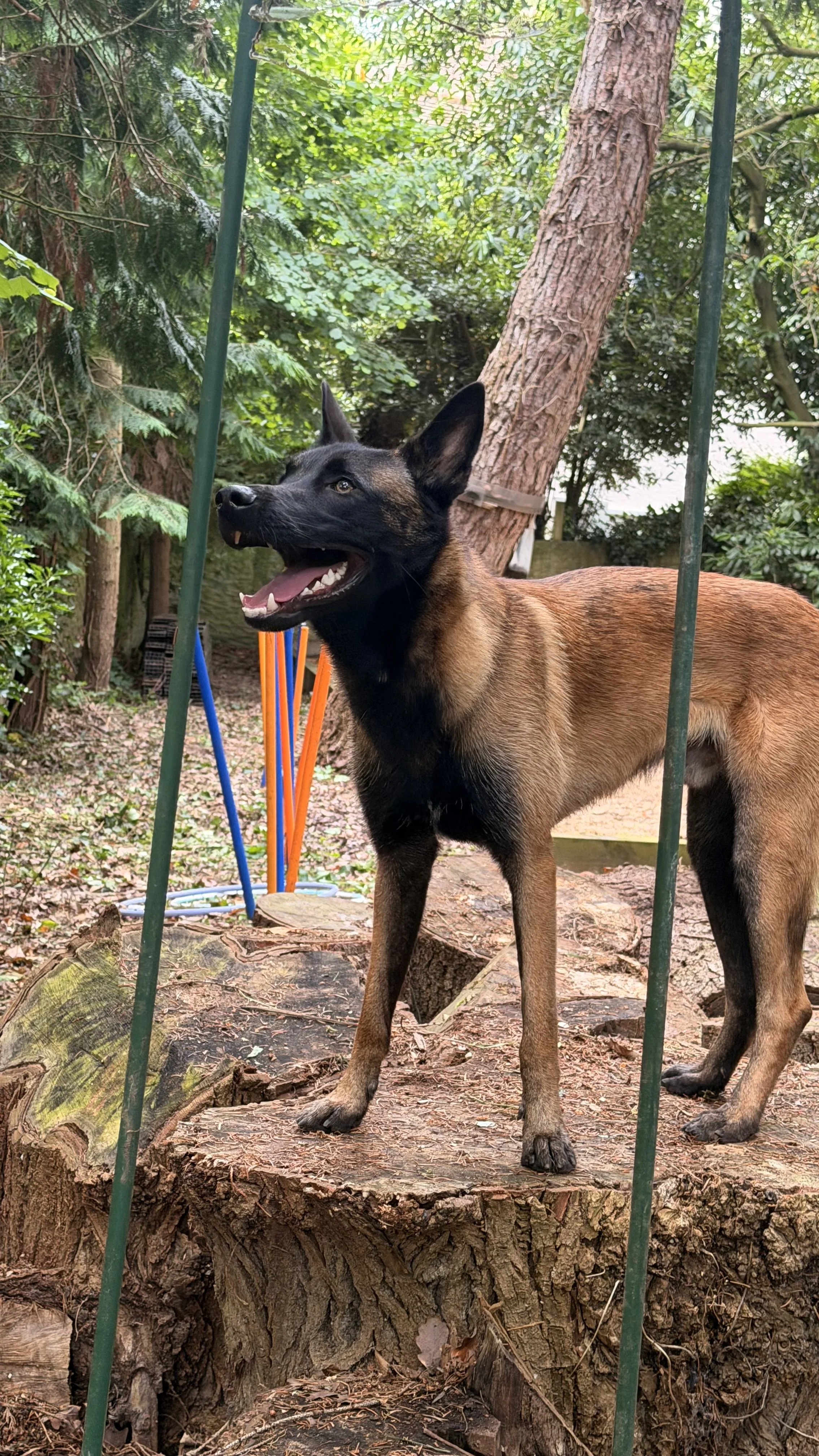 Un chien berger australien en bois, dans un parc entouré d'arbres, se tenant sur une souche d'arbre avec un sourire ouvert visible.
